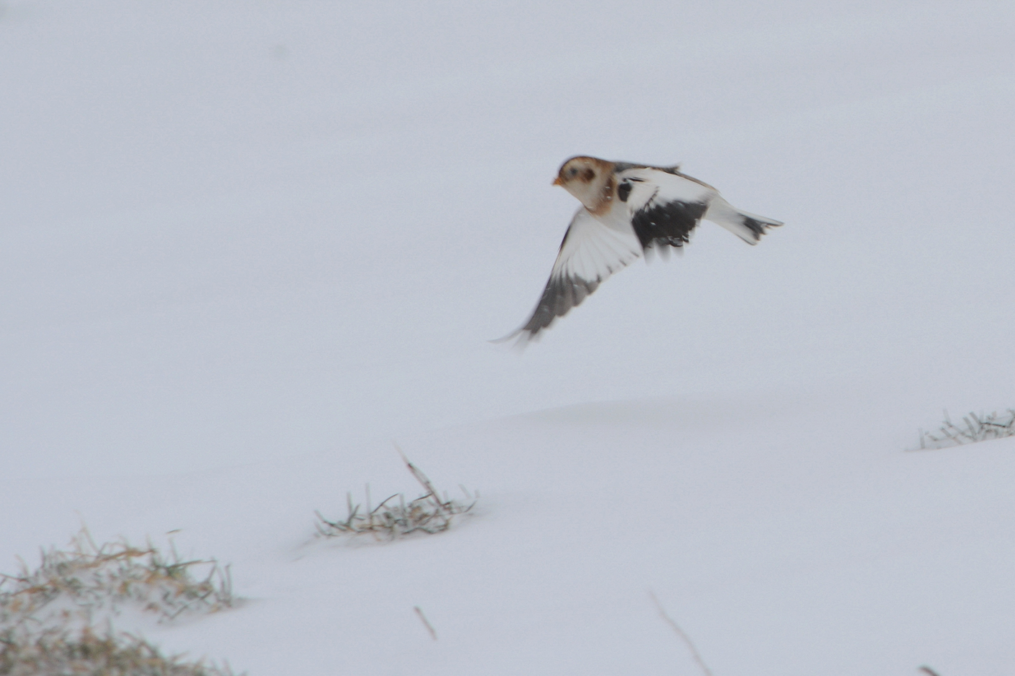 Snow Bunting (Zigolo delle nevi) in volo