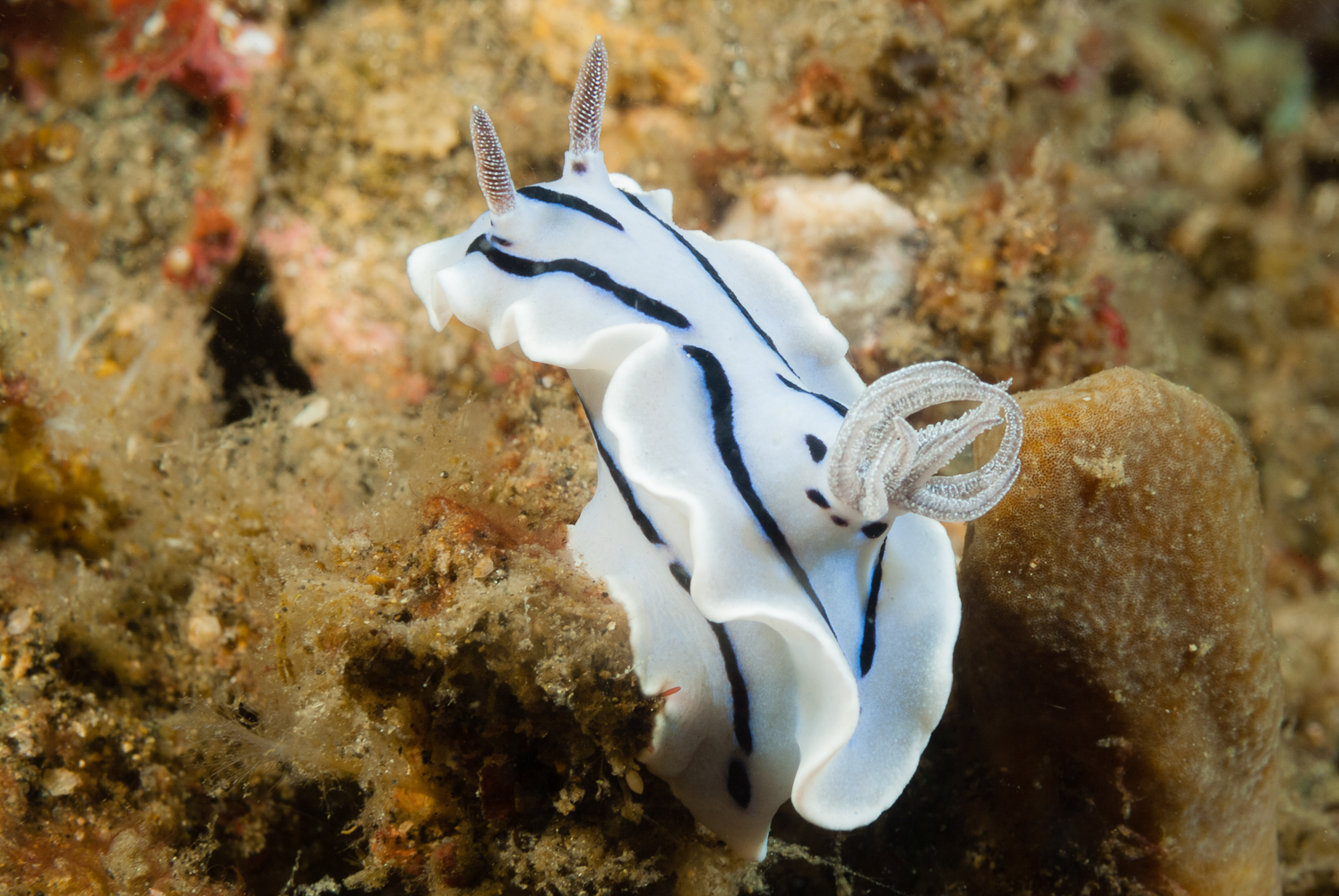 chromodoris willani