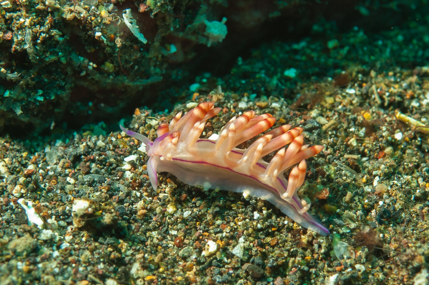 flabellina rubrolineata