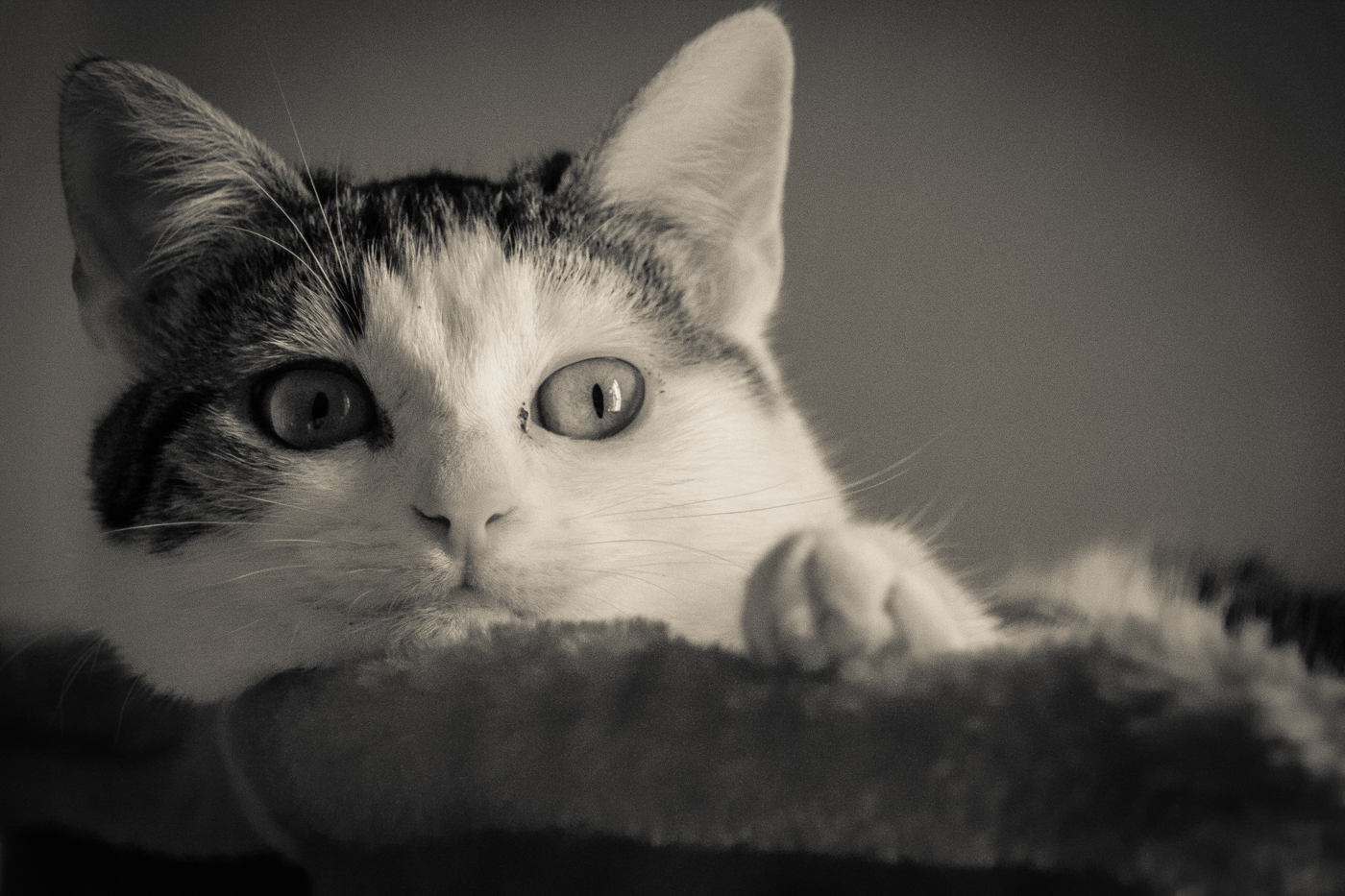 Tests kenko2x 7D + + 70-200l