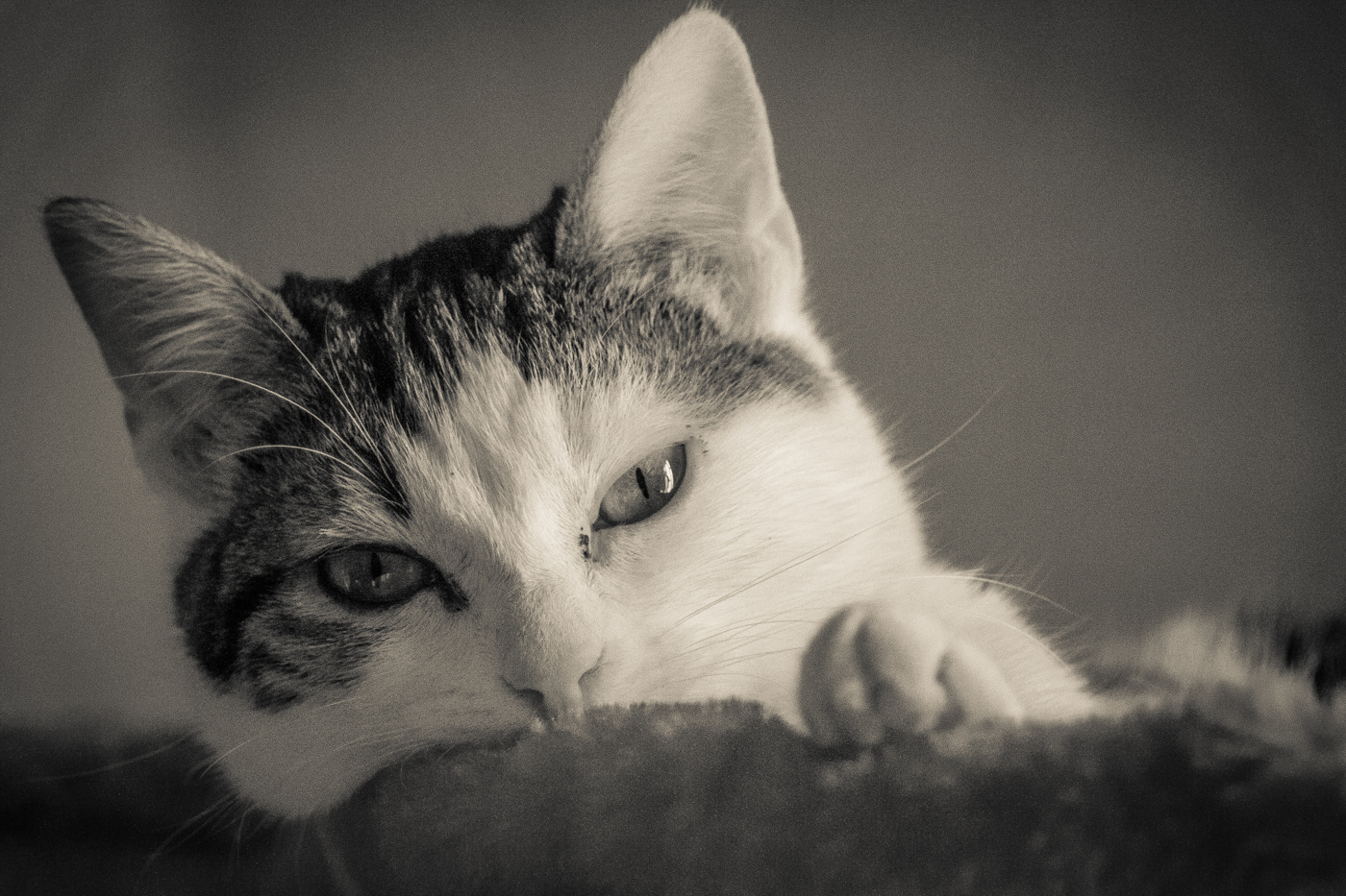 Tests kenko2x 7D + + 70-200l