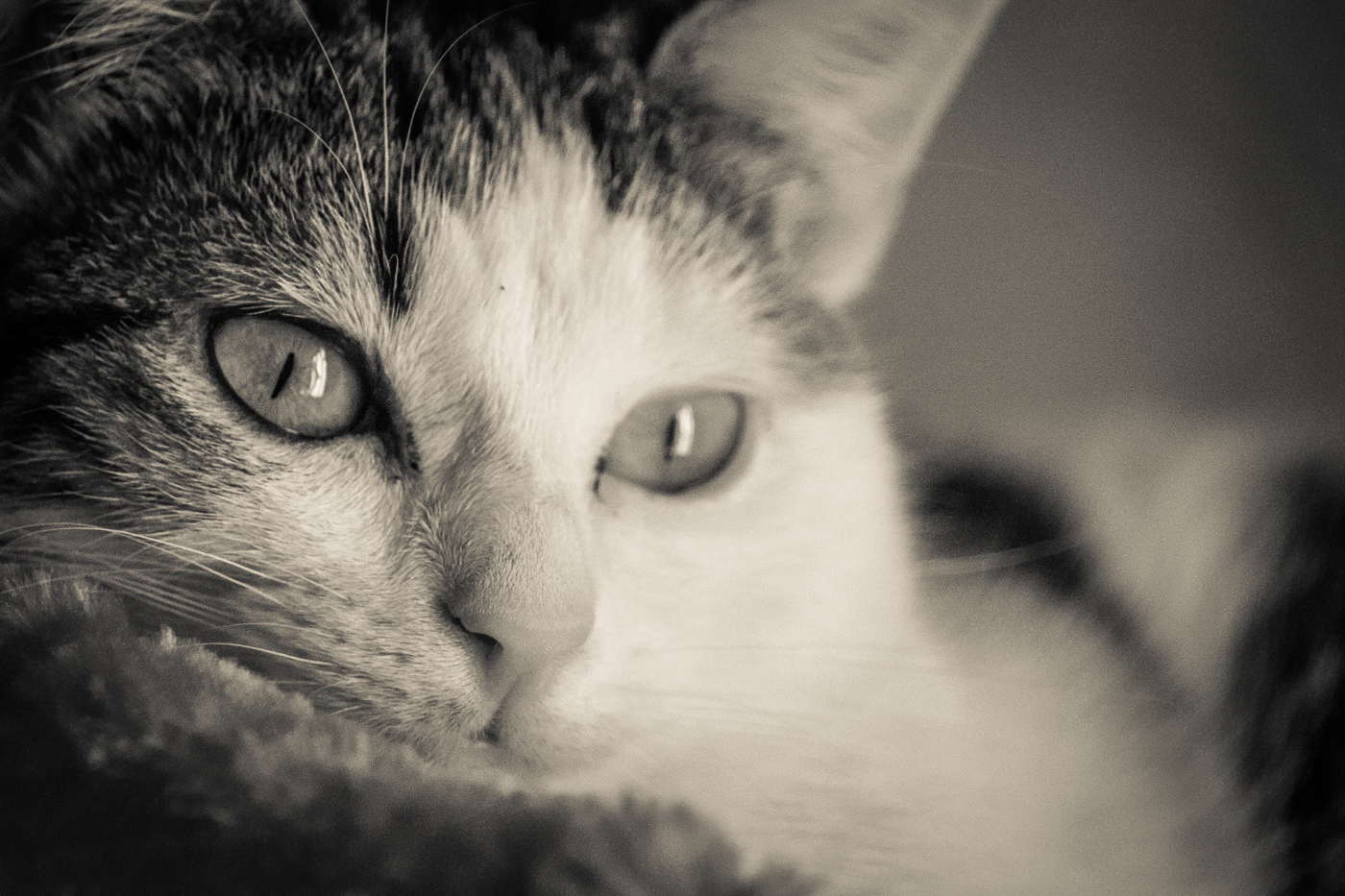 Tests kenko2x 7D + + 70-200l