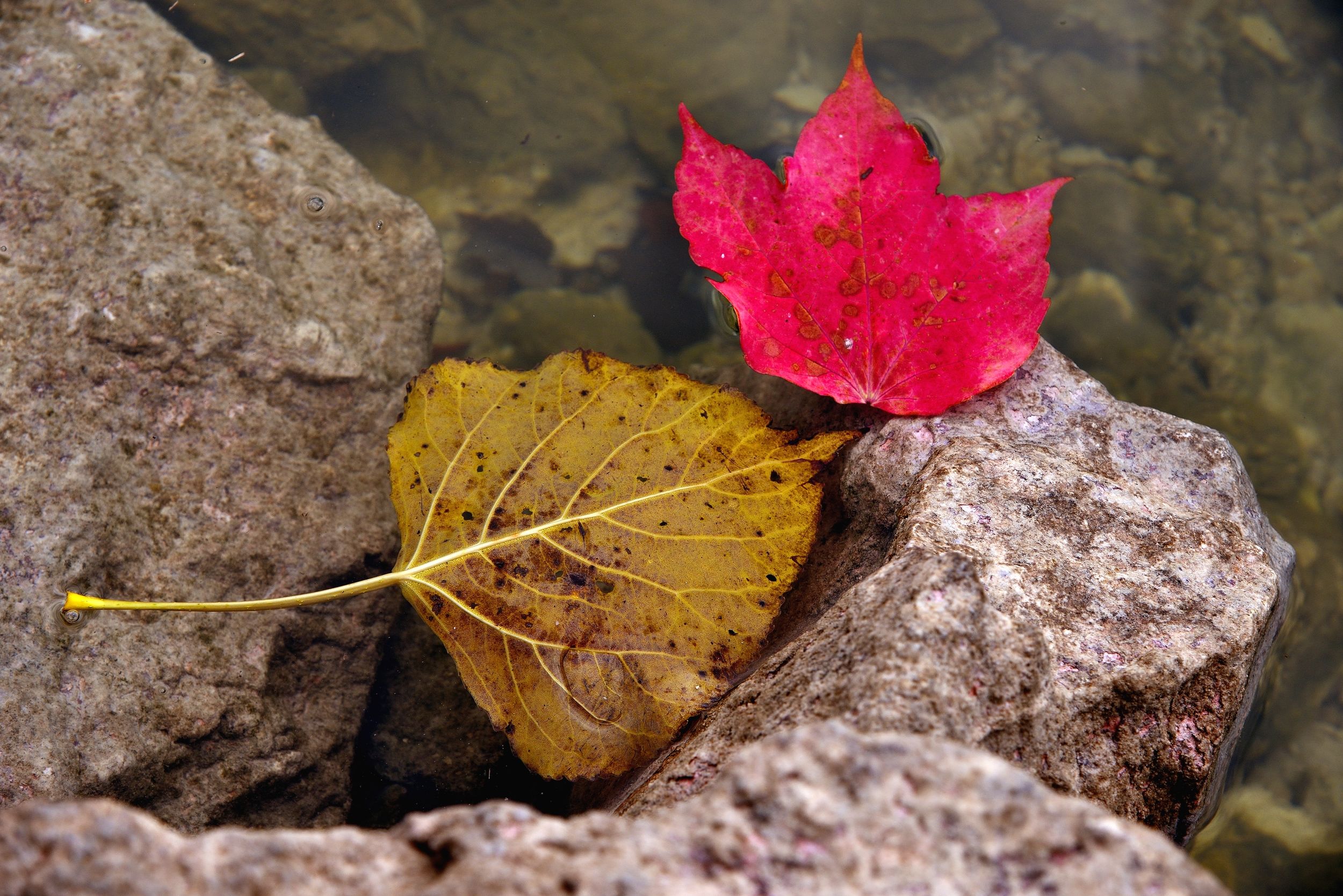 leaves in water
