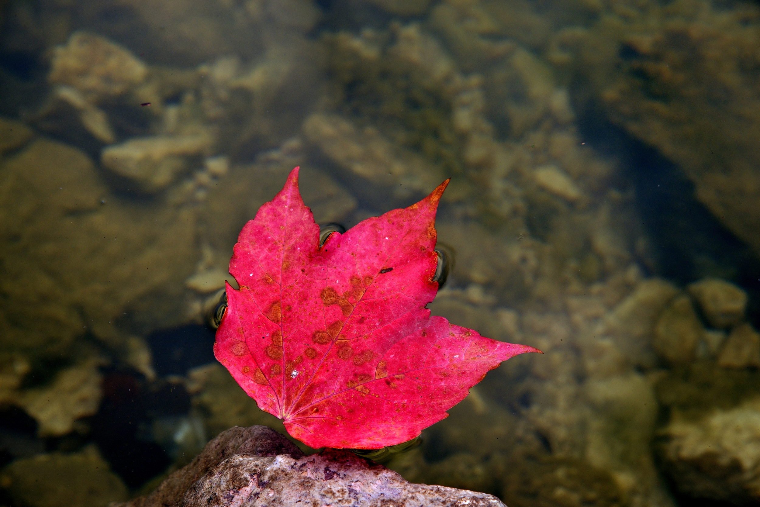 foglie nell'acqua - Un'alba uggiosa
