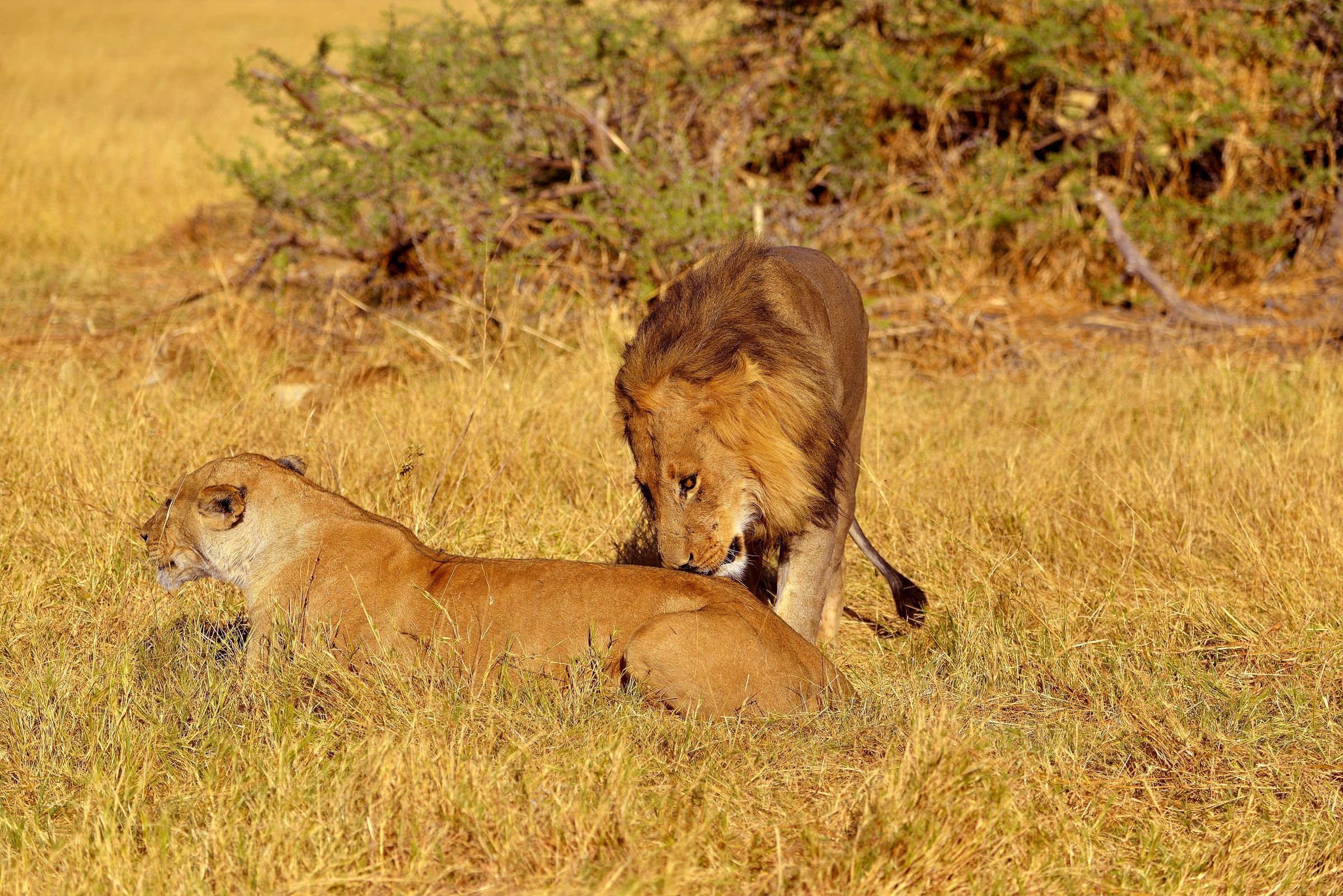 Botswana 2013 - Savuti - efusioni