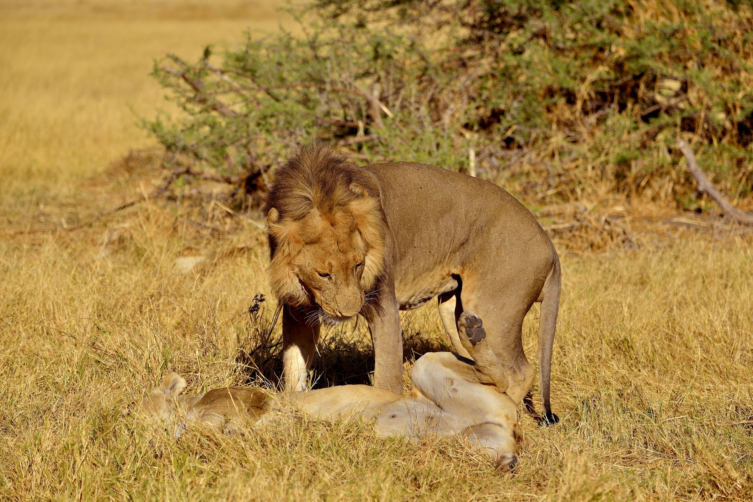 Botswana 2013 - Savuti - efusioni