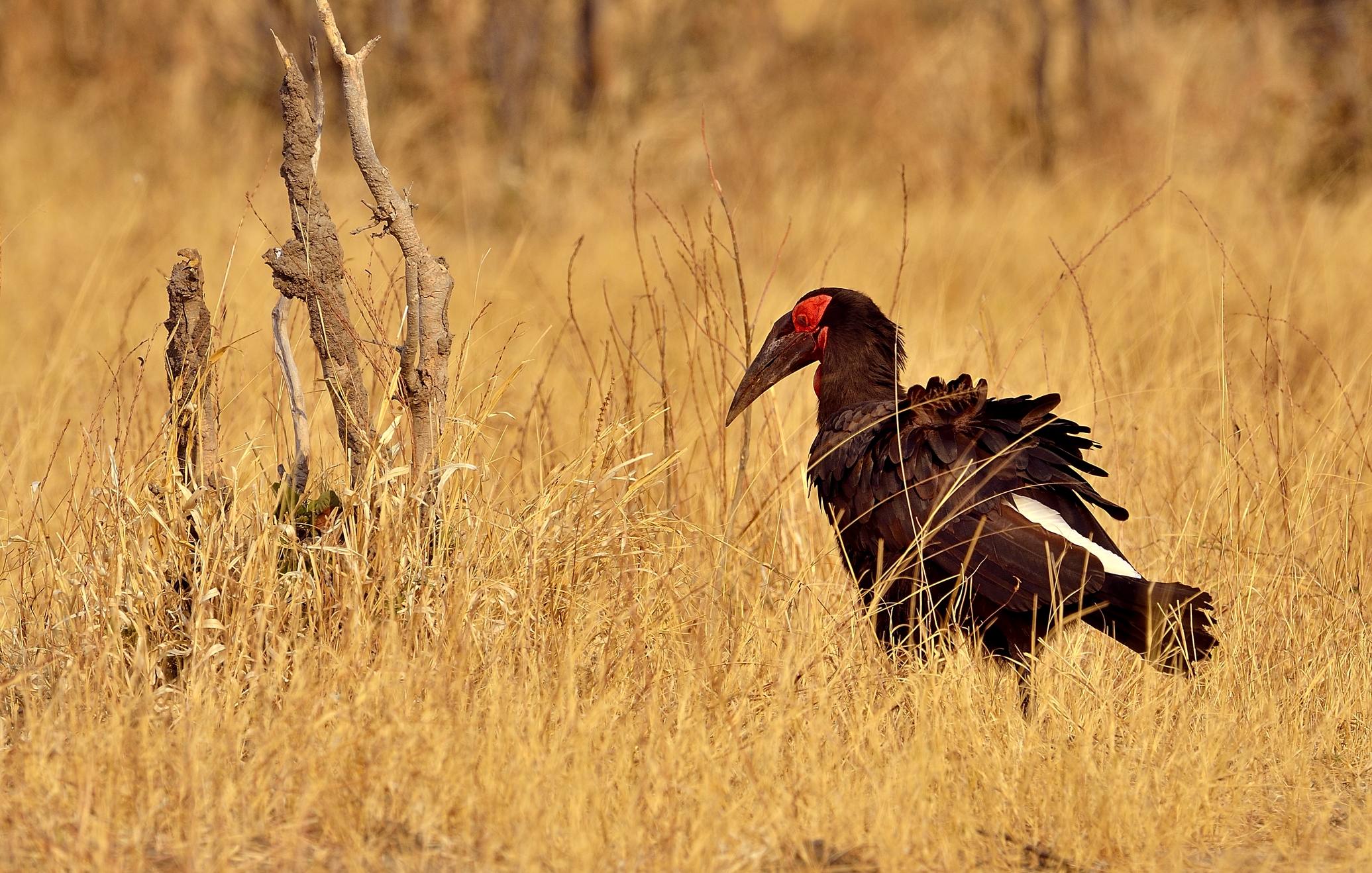 Botswana 2013 - Moremi - ?????