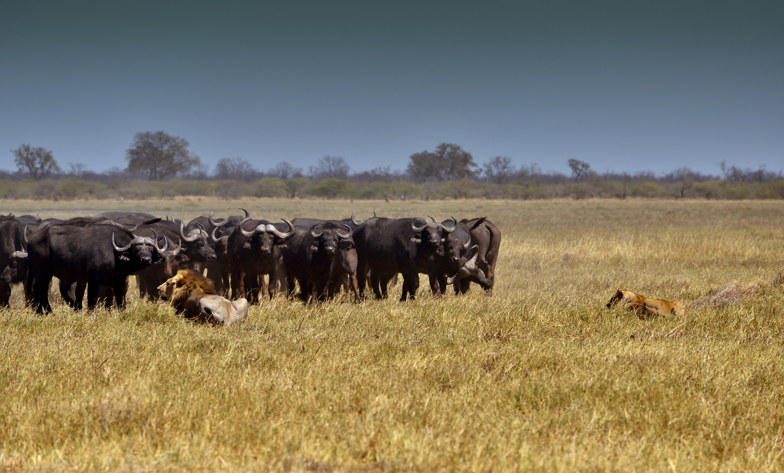Botswana 2013 - Savuti - Il confronto