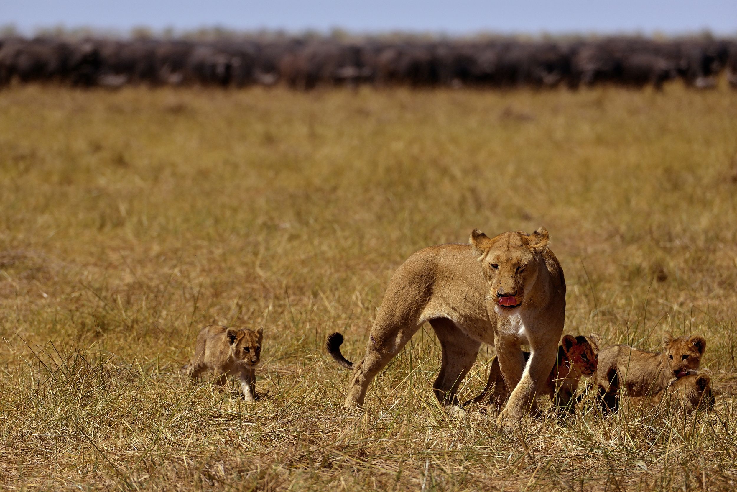 Botswana 2013 - Leonessa e cuccioli