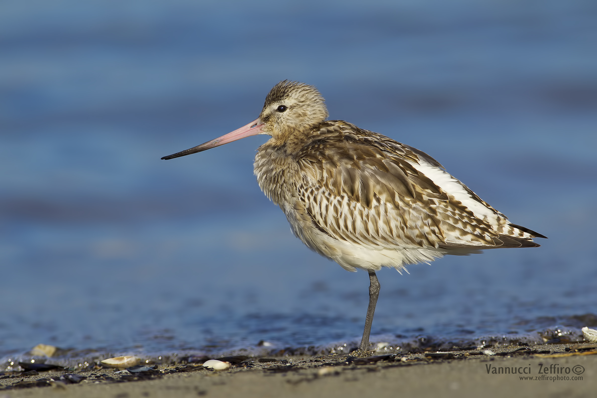 Bar-tailed Godwit