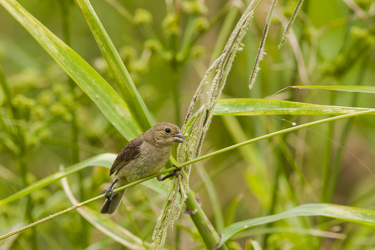 corbatita comun,hembra...Sporophila Caerulescens.