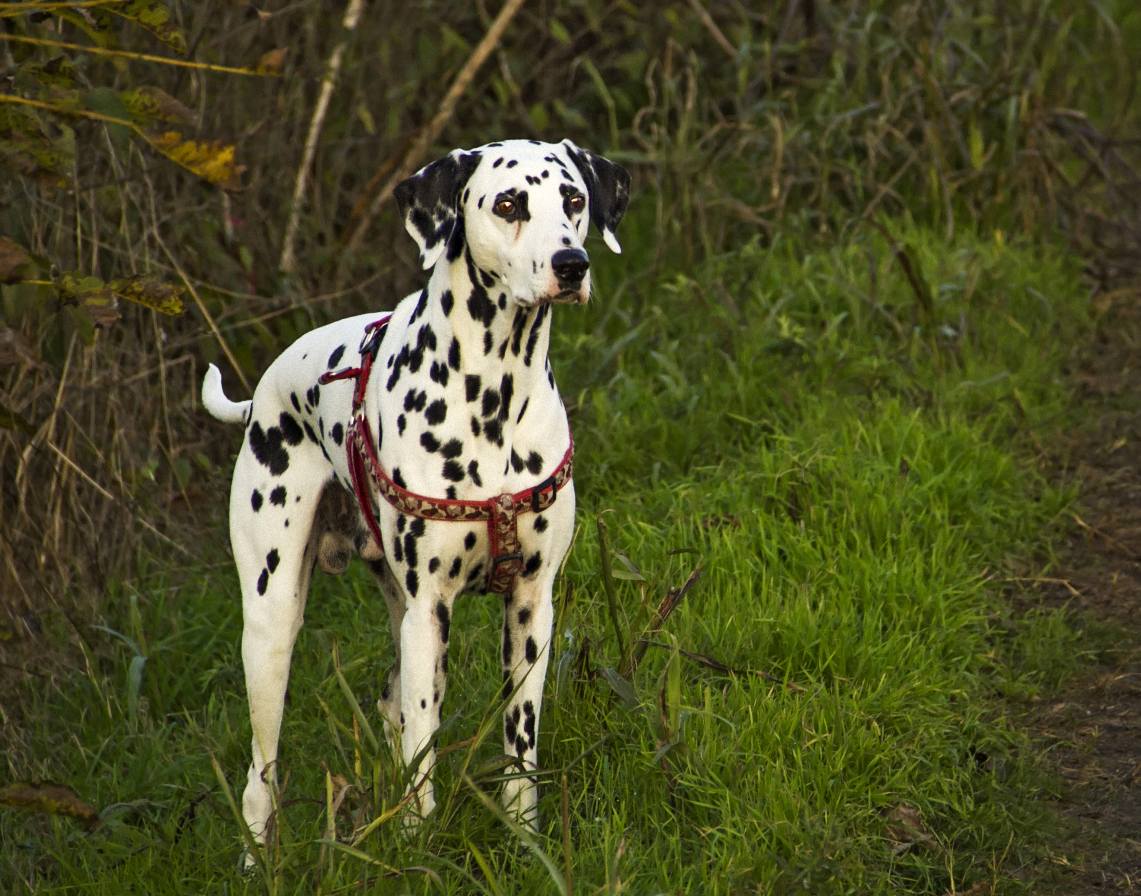 Dalmatian