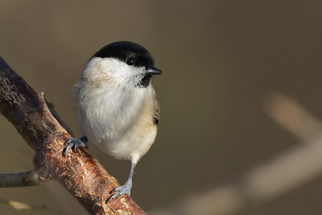 cincia bigia Alpestre (Poecile montanus)