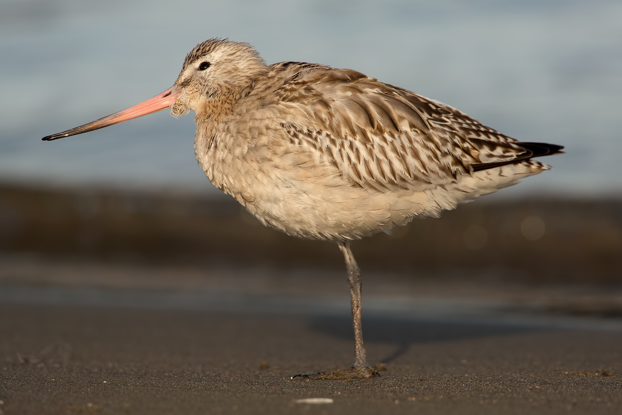 Godwit unfortunate .....