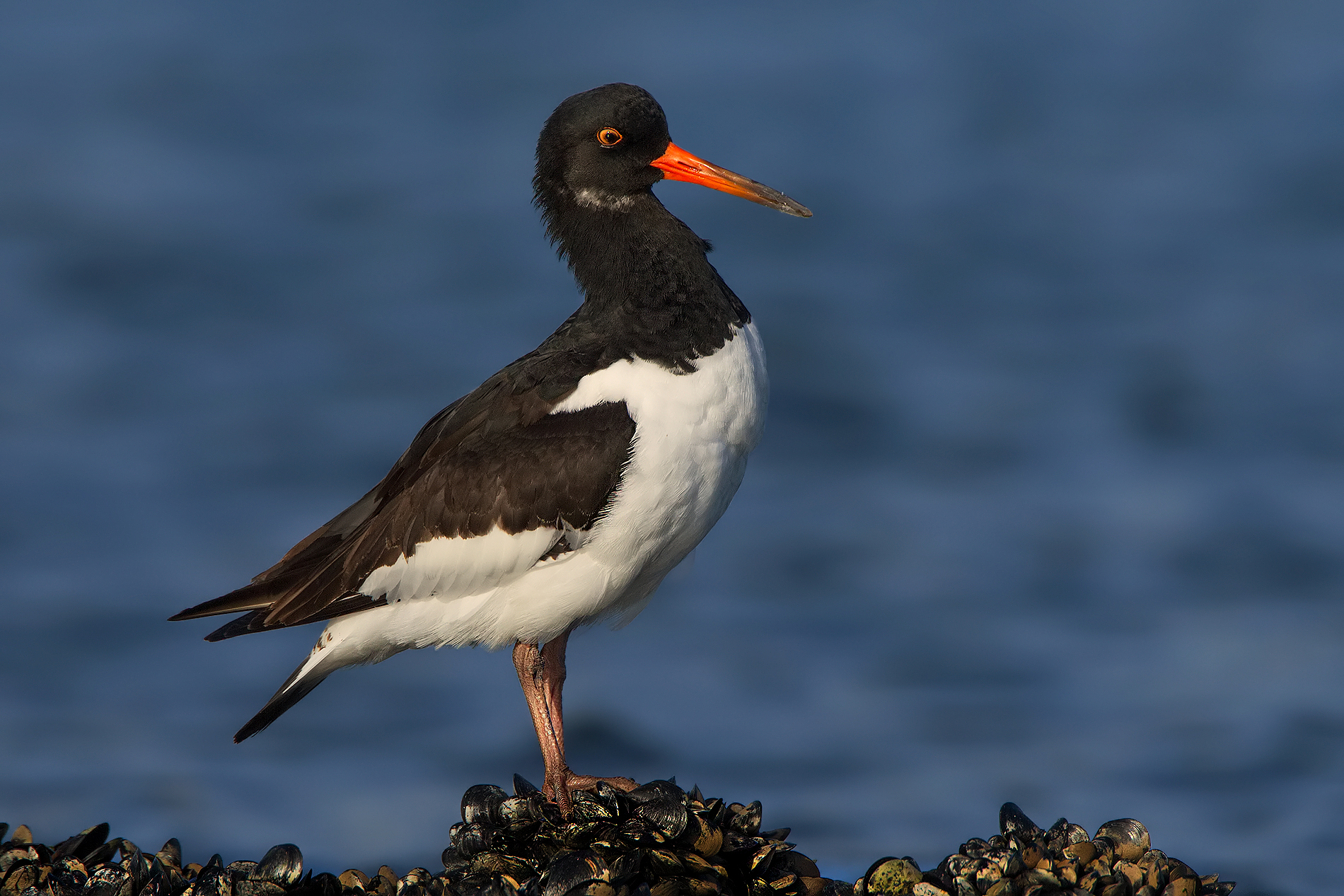 Beccaccia di Mare impettita....