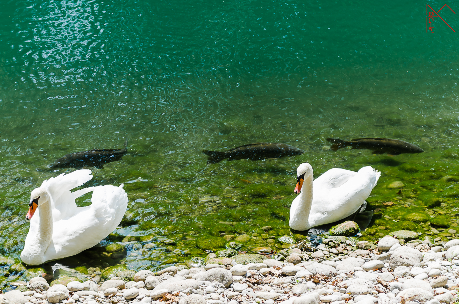 Much traffic on the shore