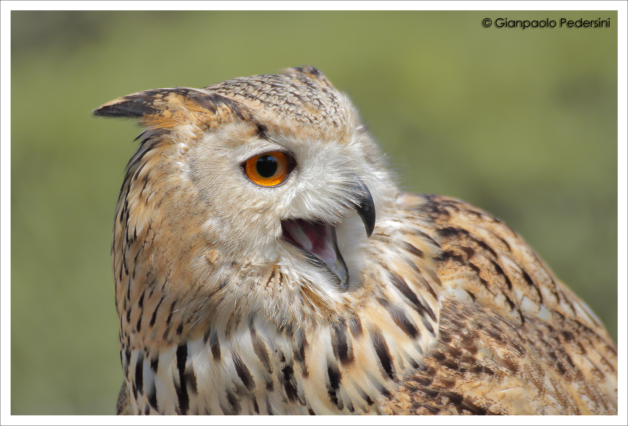 Gufo reale siberiano - portrait