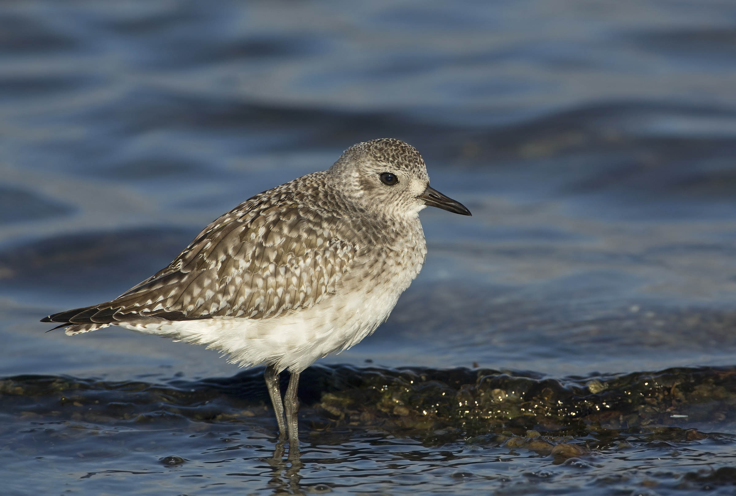 pivieressa superdettaglio