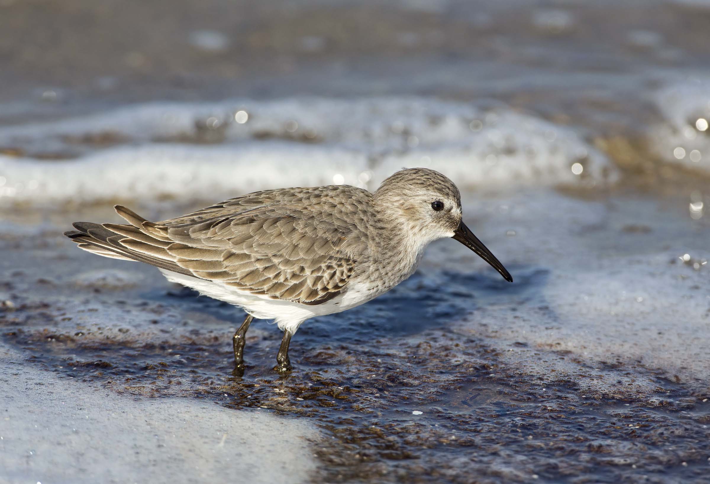 gambecchio.....o piovanello?