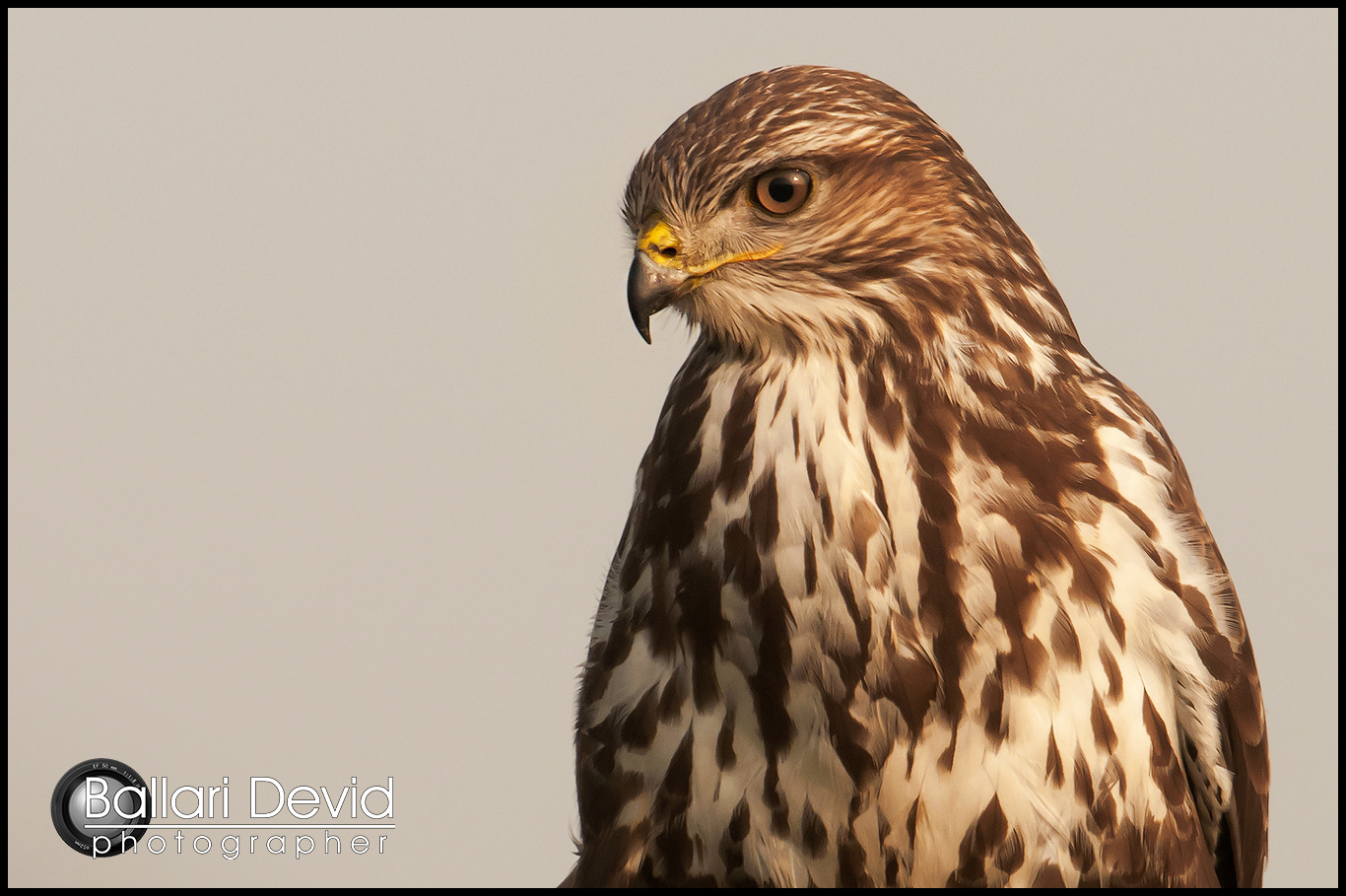 omaggio della torino savona ... poiana