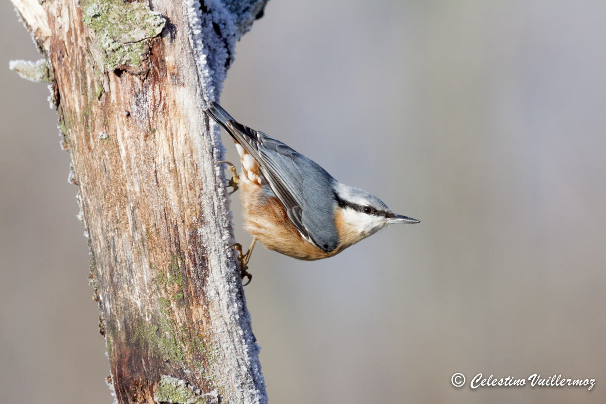 Picchio Muratore con brina