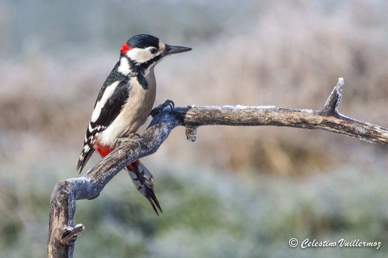 Picchio rosso maggiore