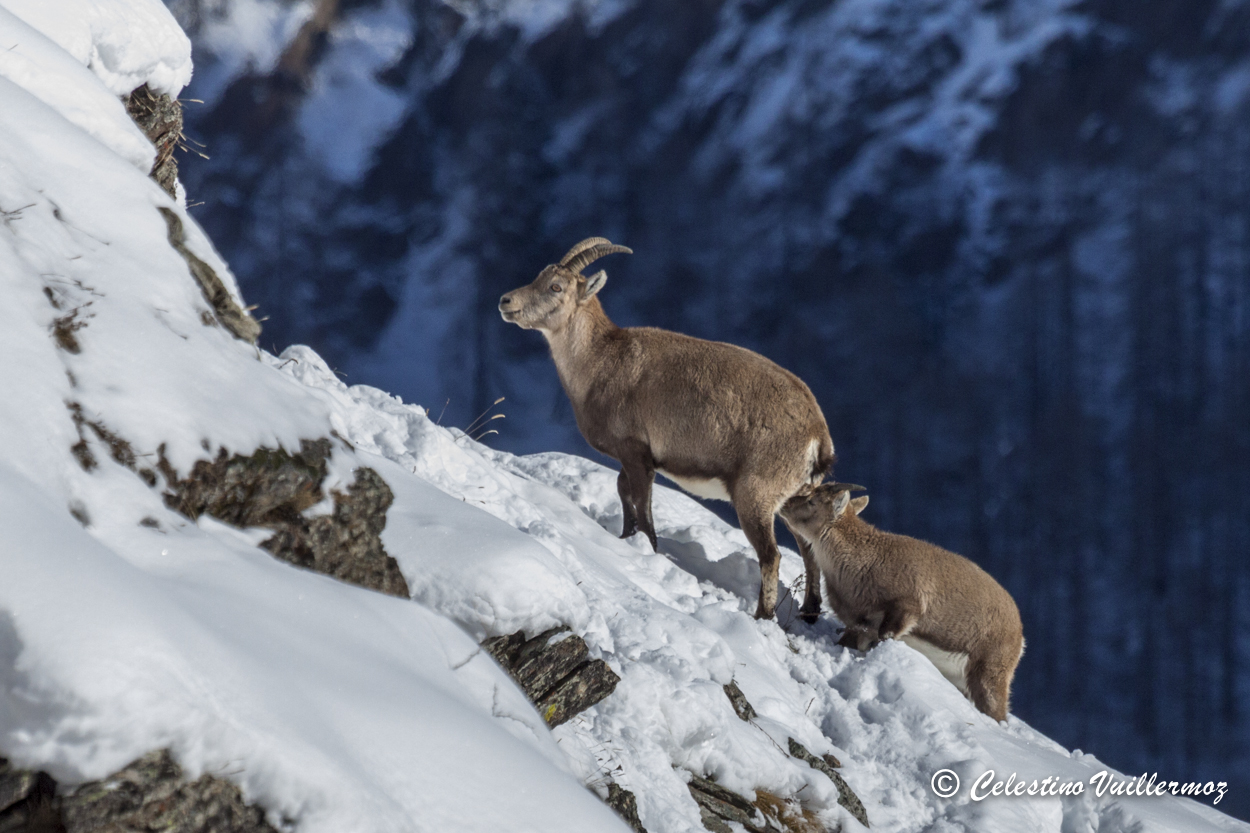 Stambecco allatta piccolo