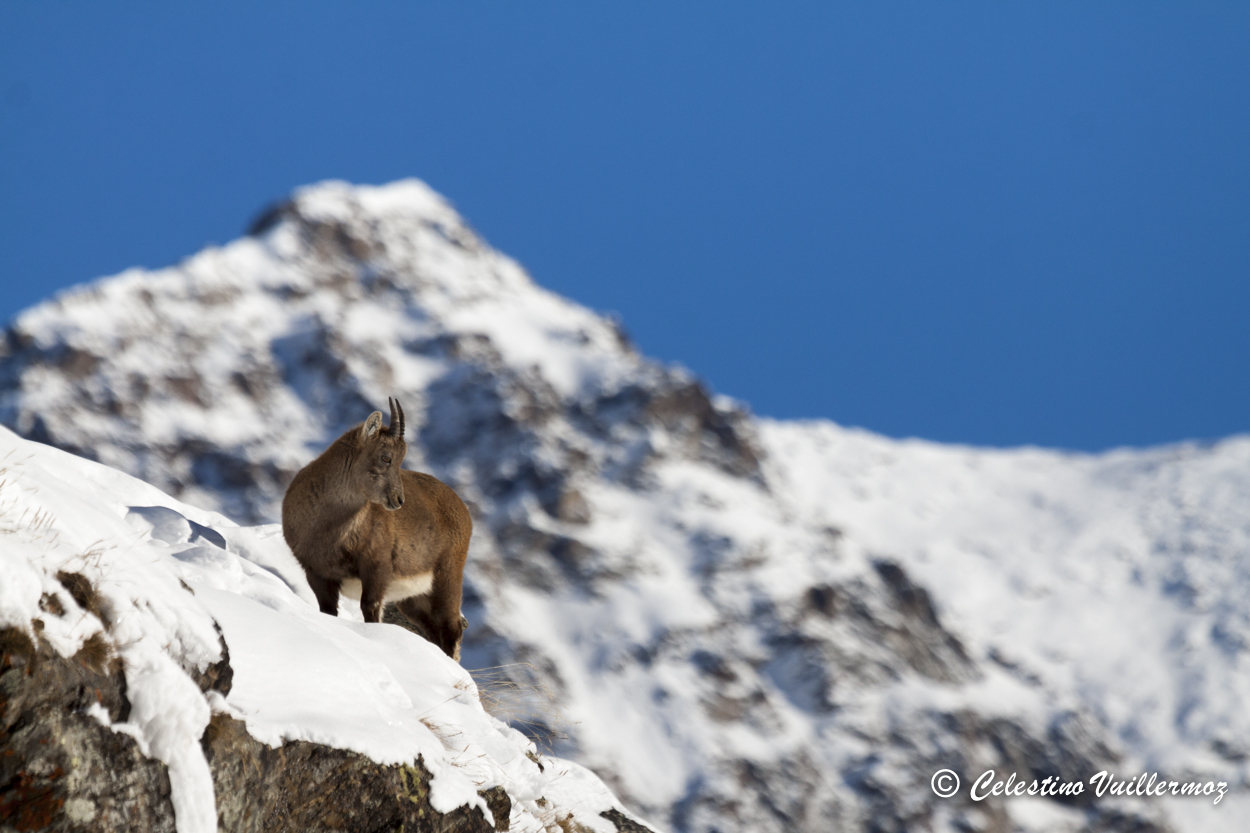 Piccolo di stambecco