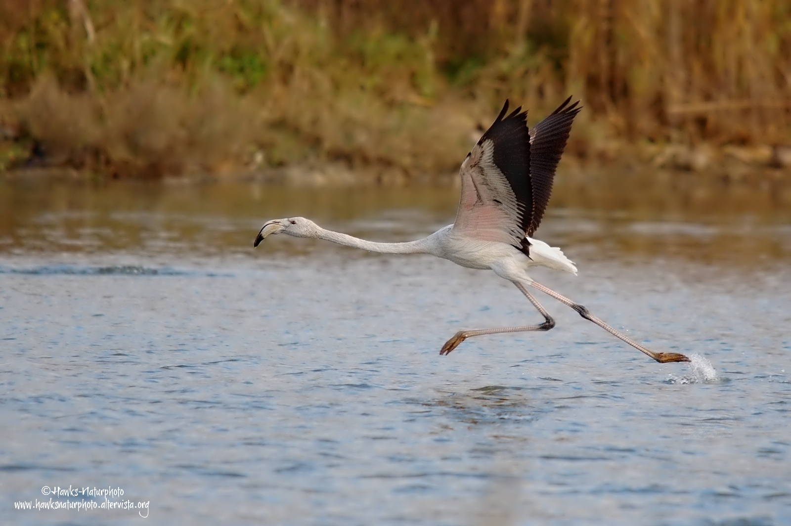 Young flamingo taking off