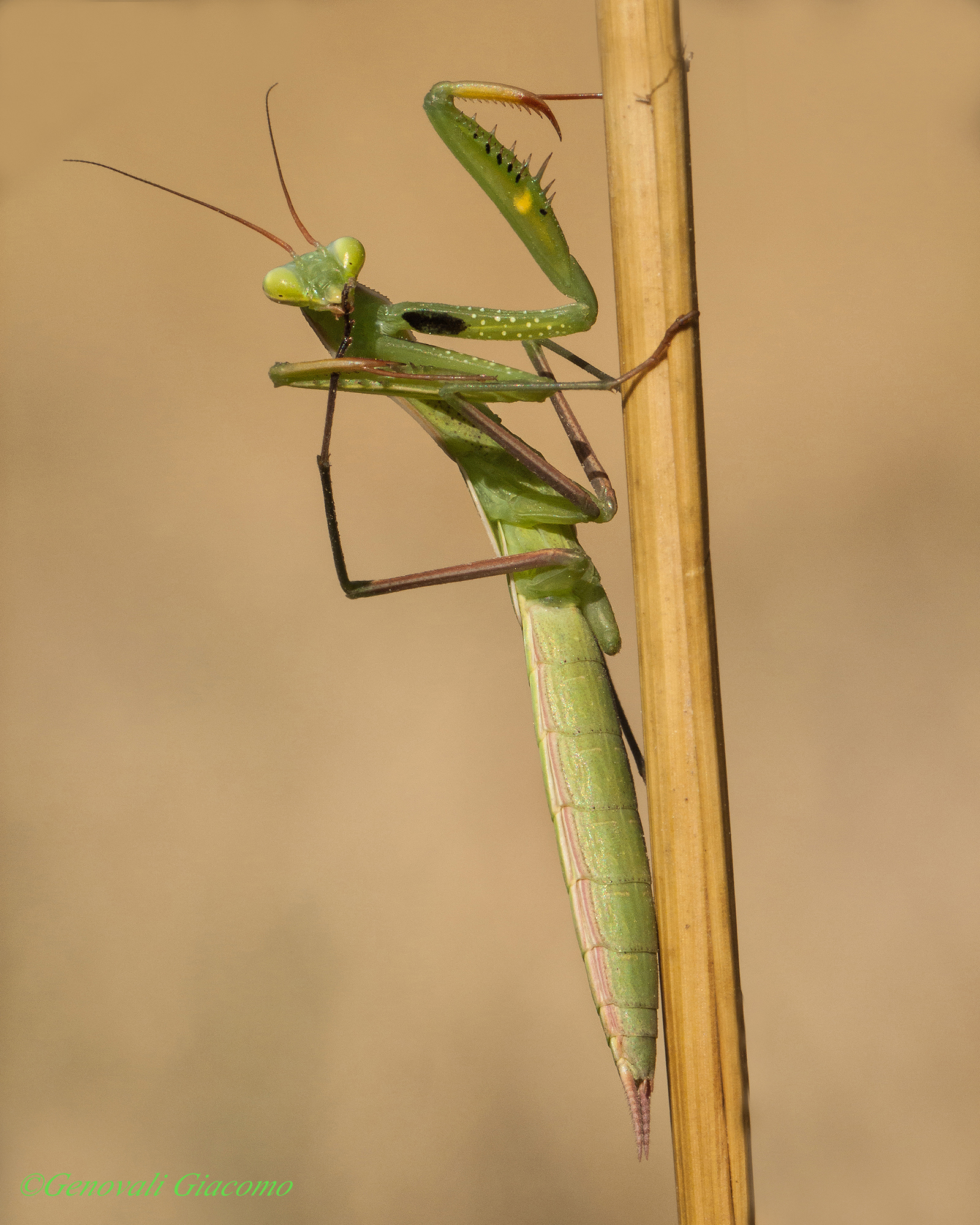 ssssssssss....silenzio...scatta ma fai piano....