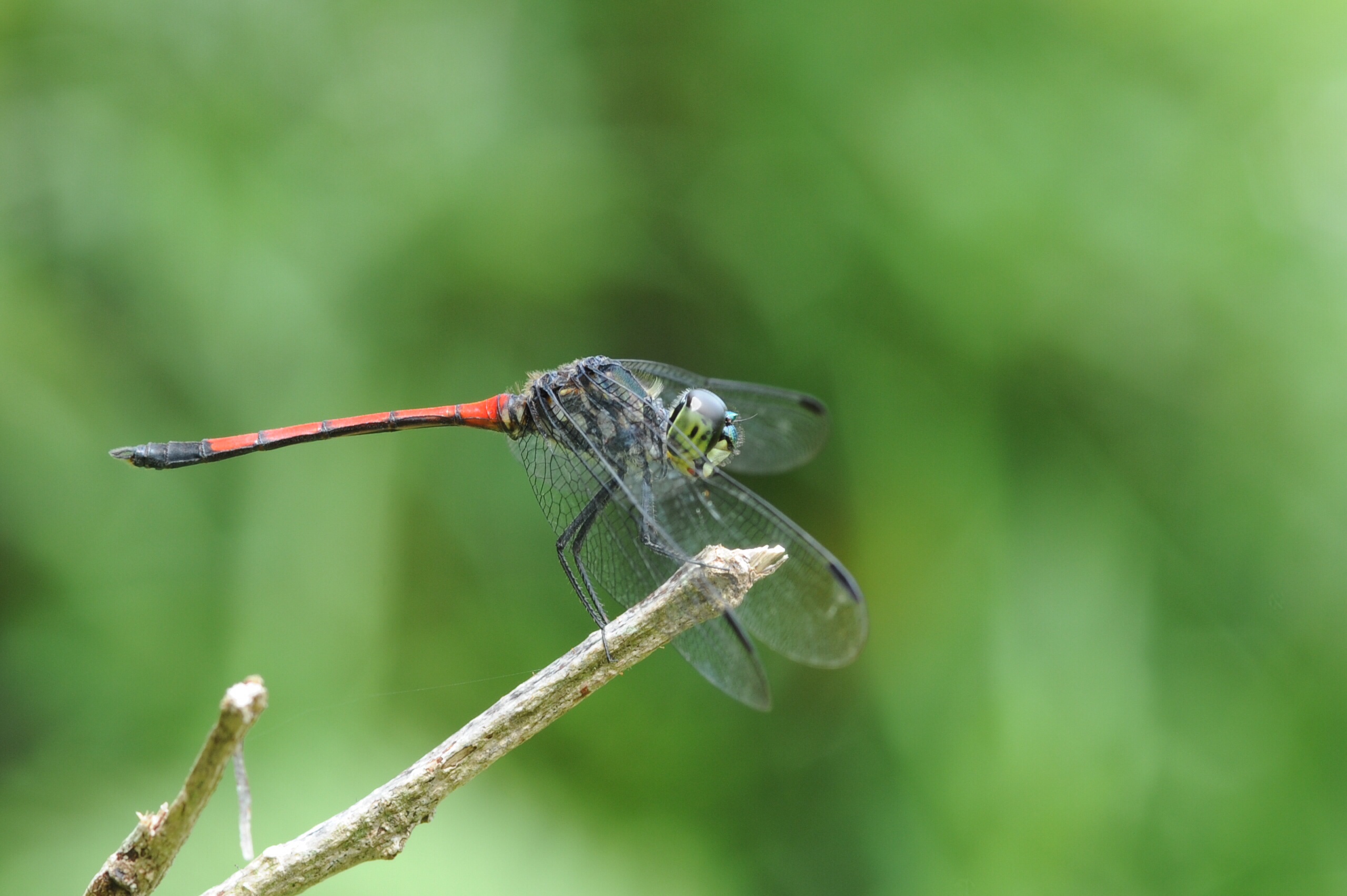 Libellula, Borneo malese