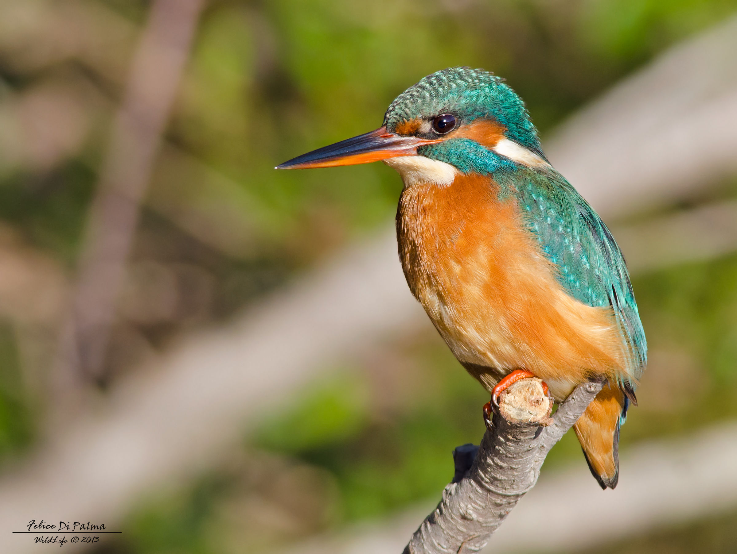 Martino equilibrista