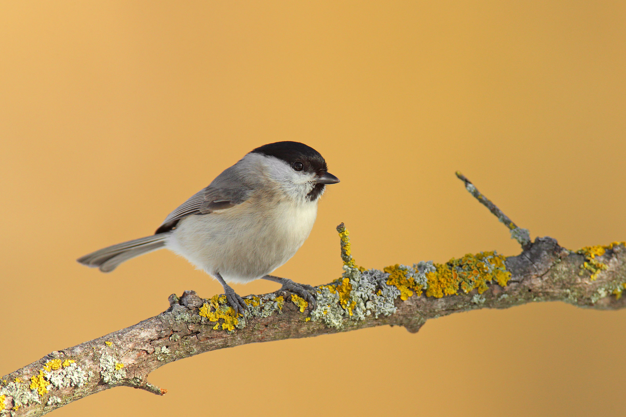 Chickadee