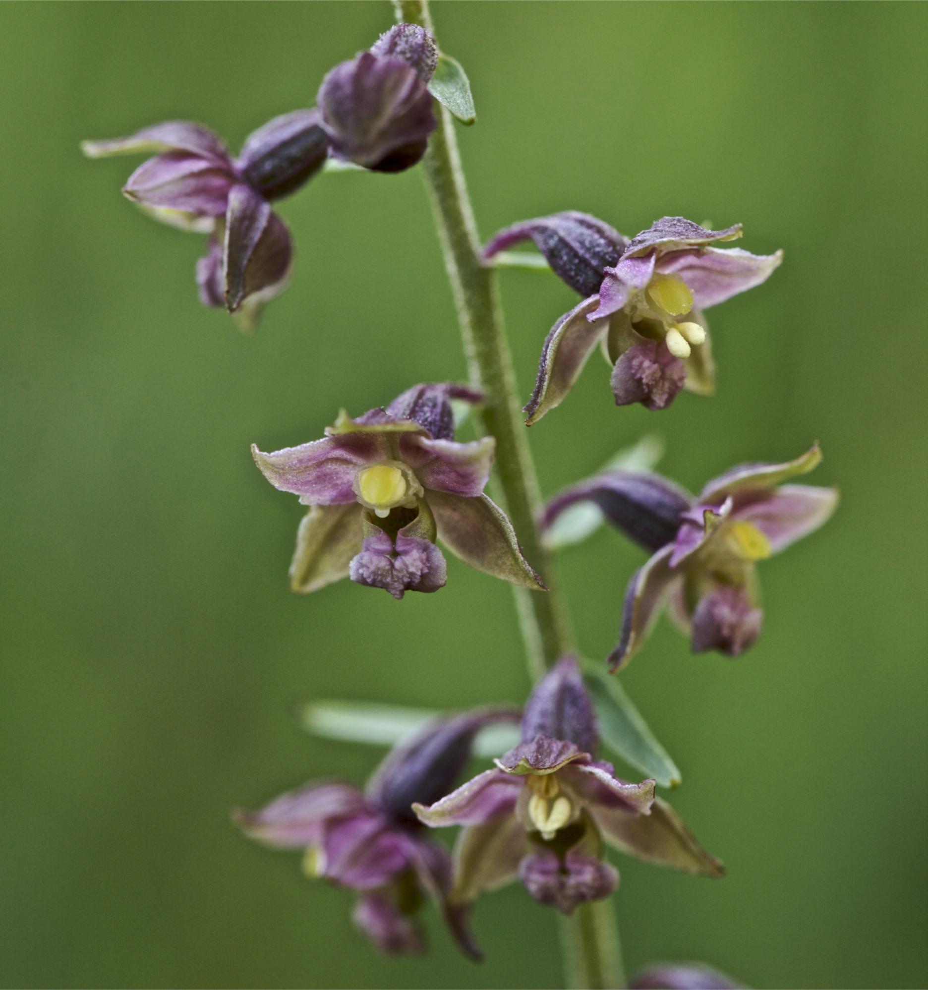 Epipactis atrorubens