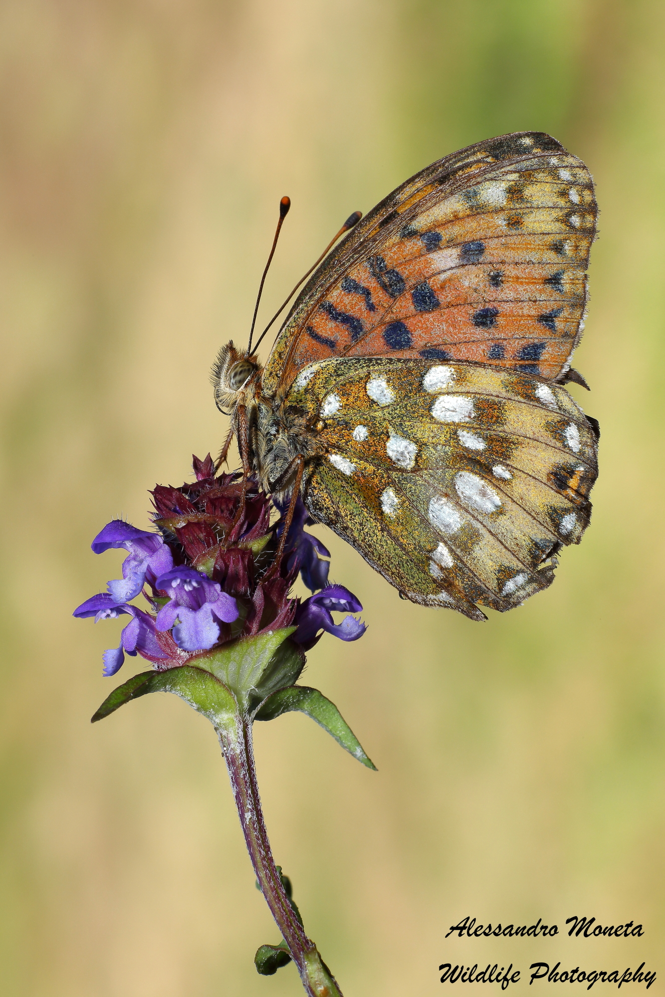 Argynnis Aglaja