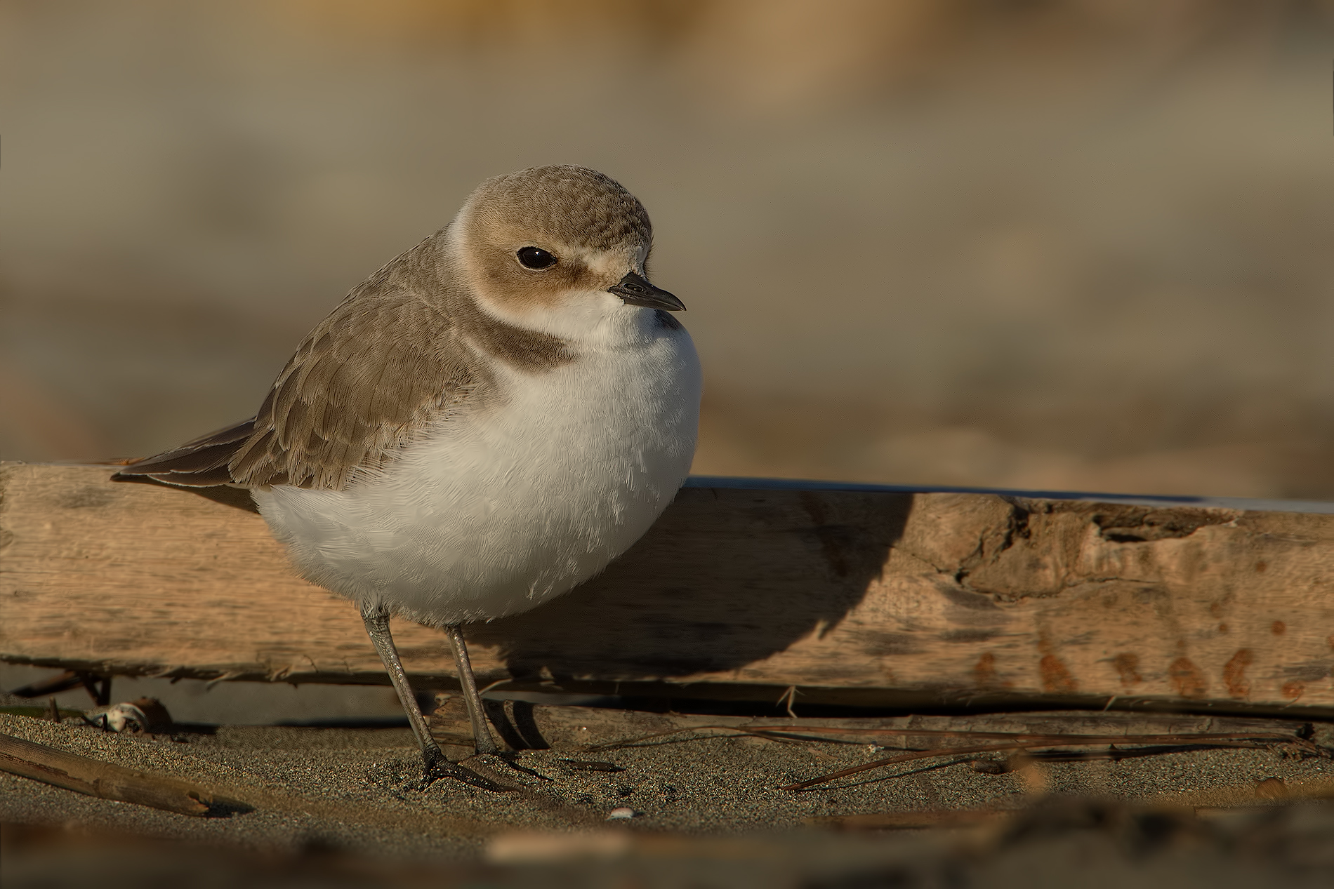 Mallards ..... set ..! :-(