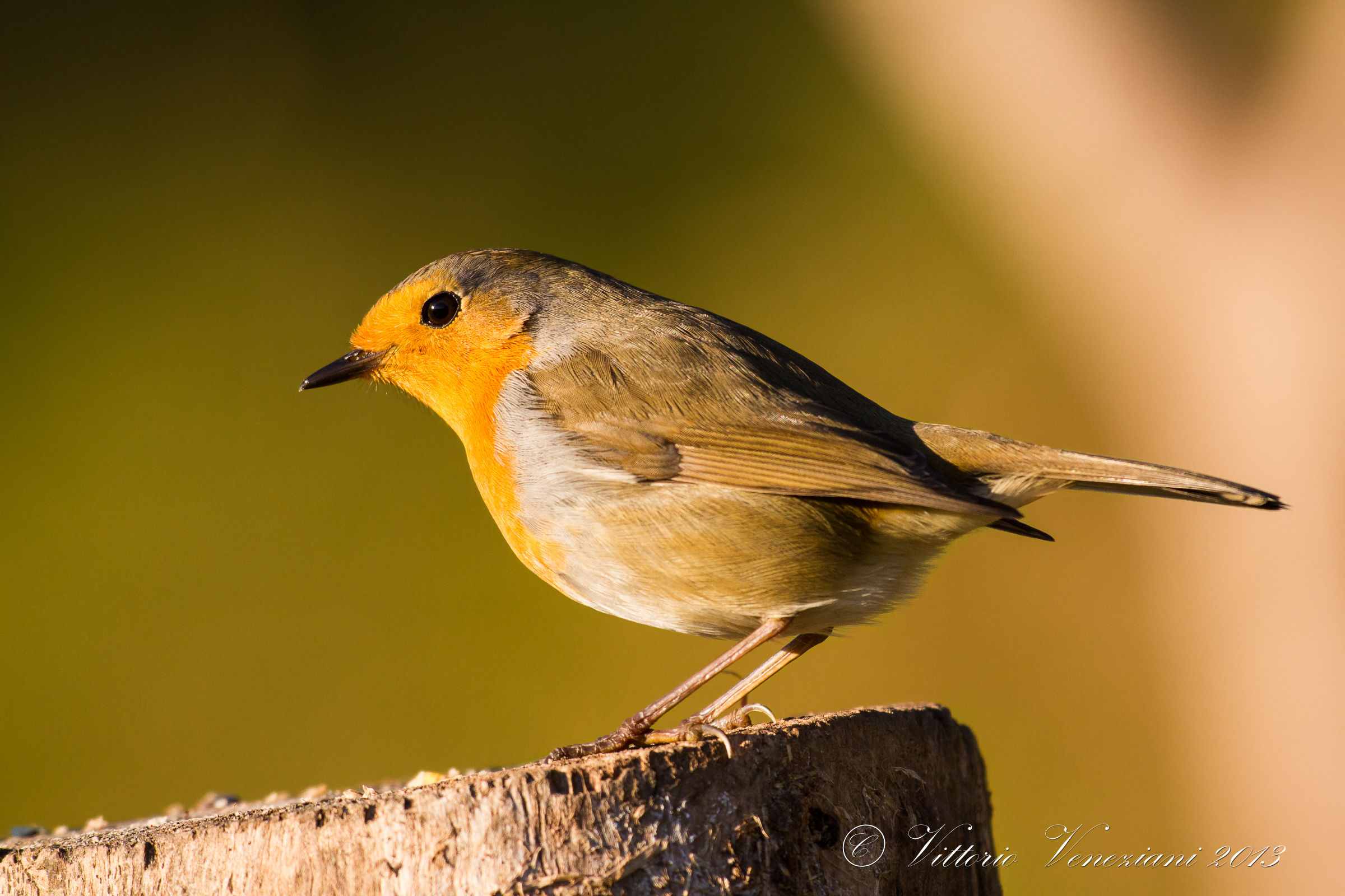 Un pettirosso all'ultimo sole.....