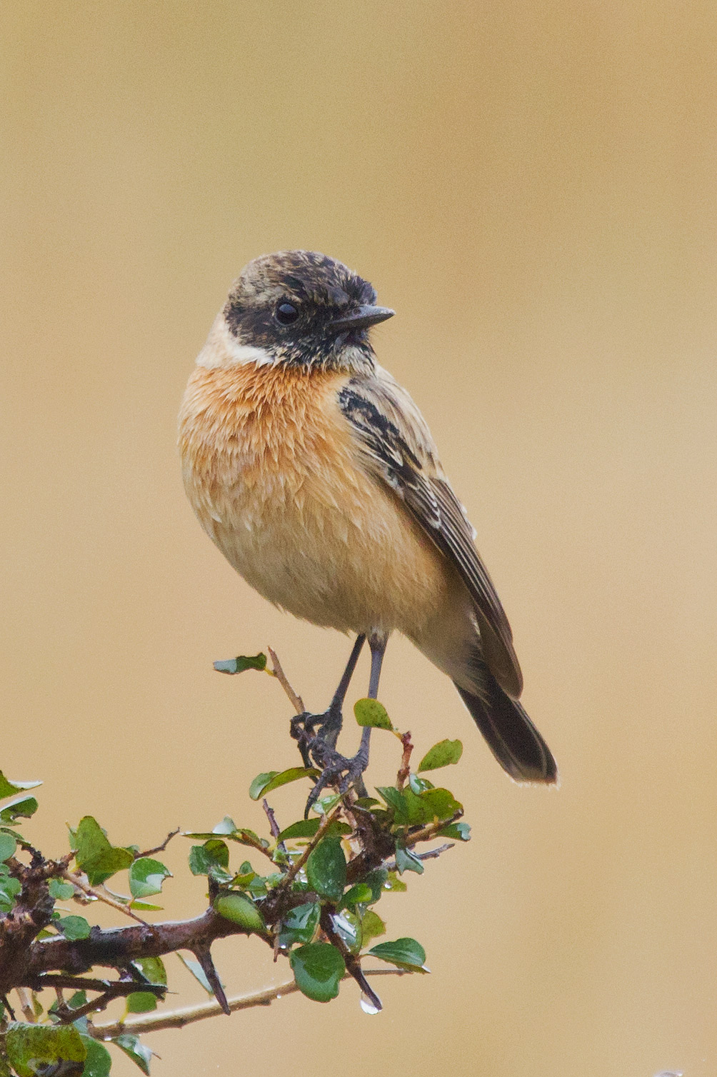 Common Stonechat.