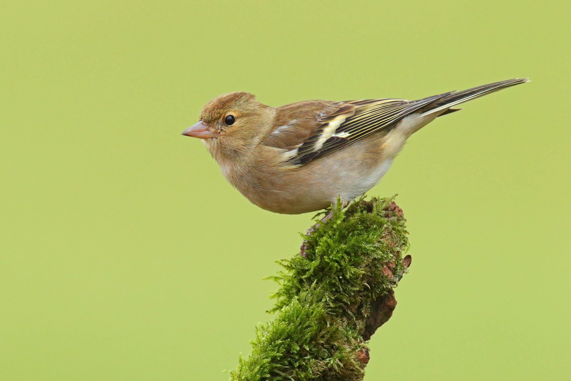 Female chaffinch