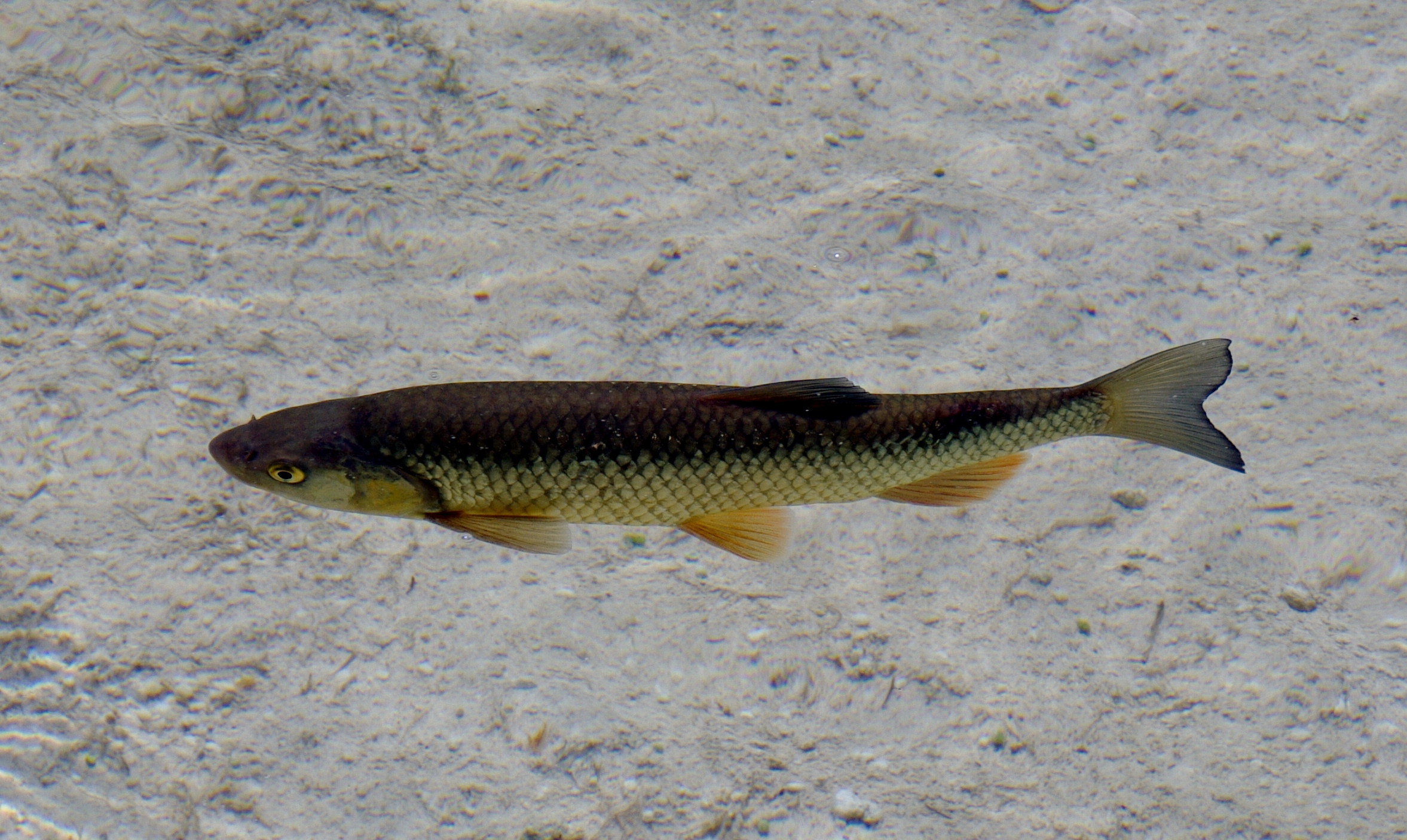 minnow