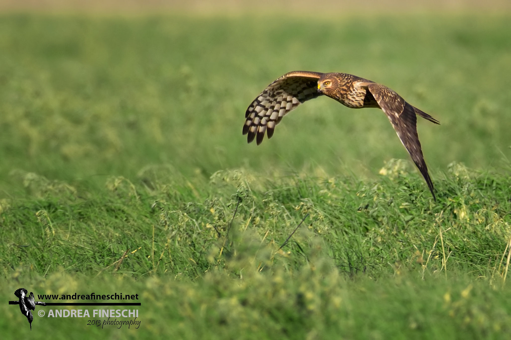 Femmina di albanella reale