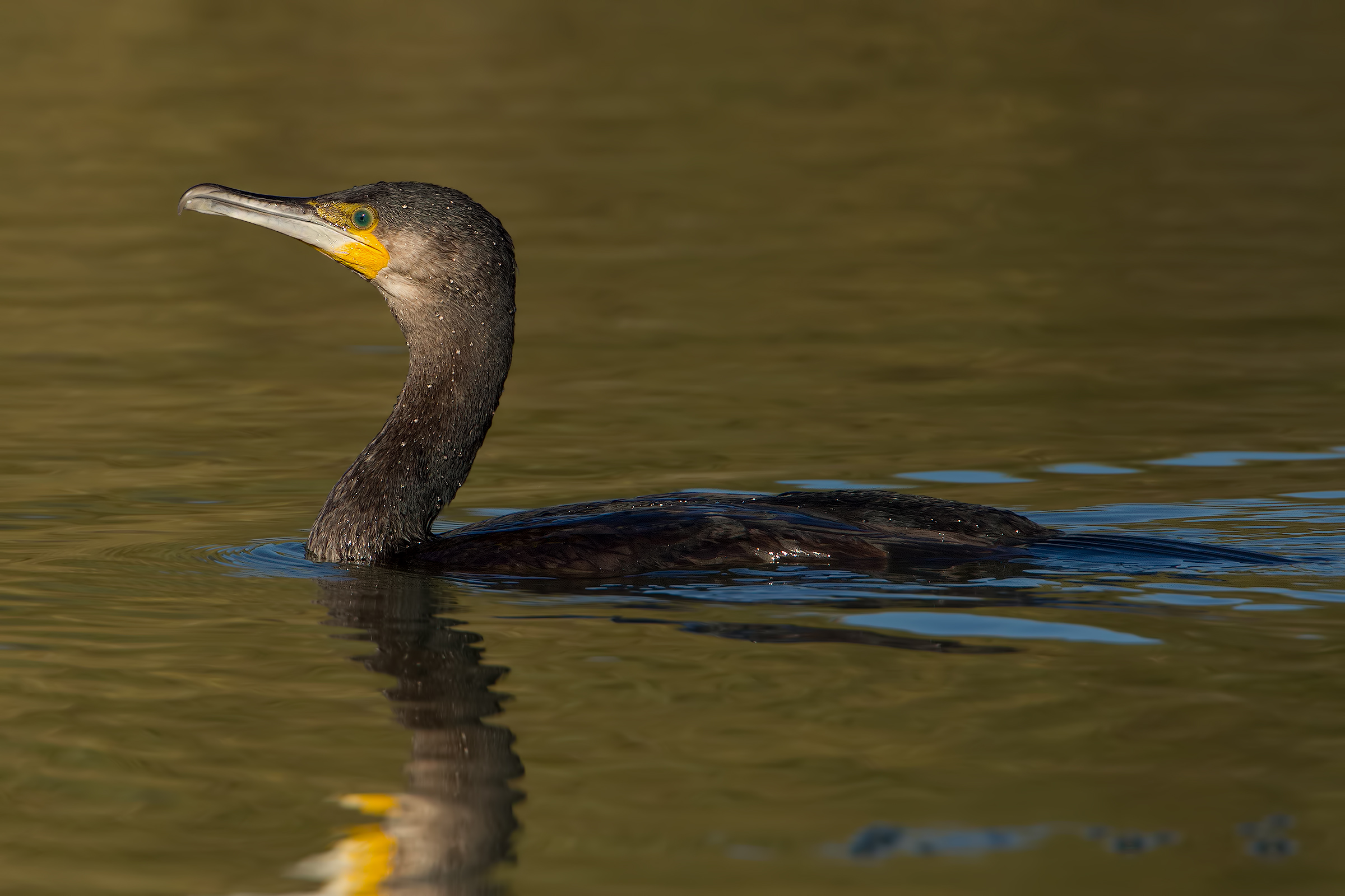 The Cormorant