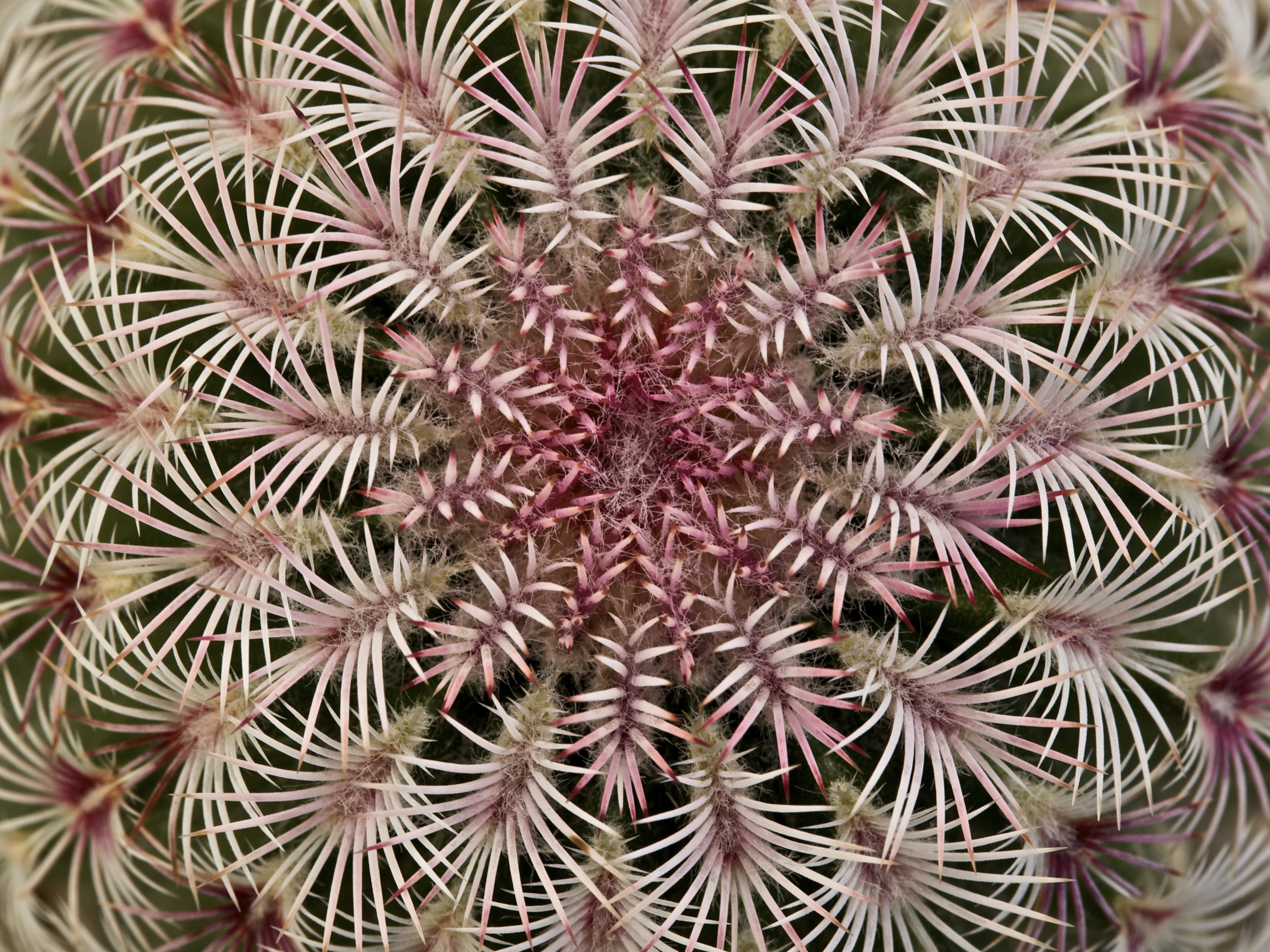 Echinocereus