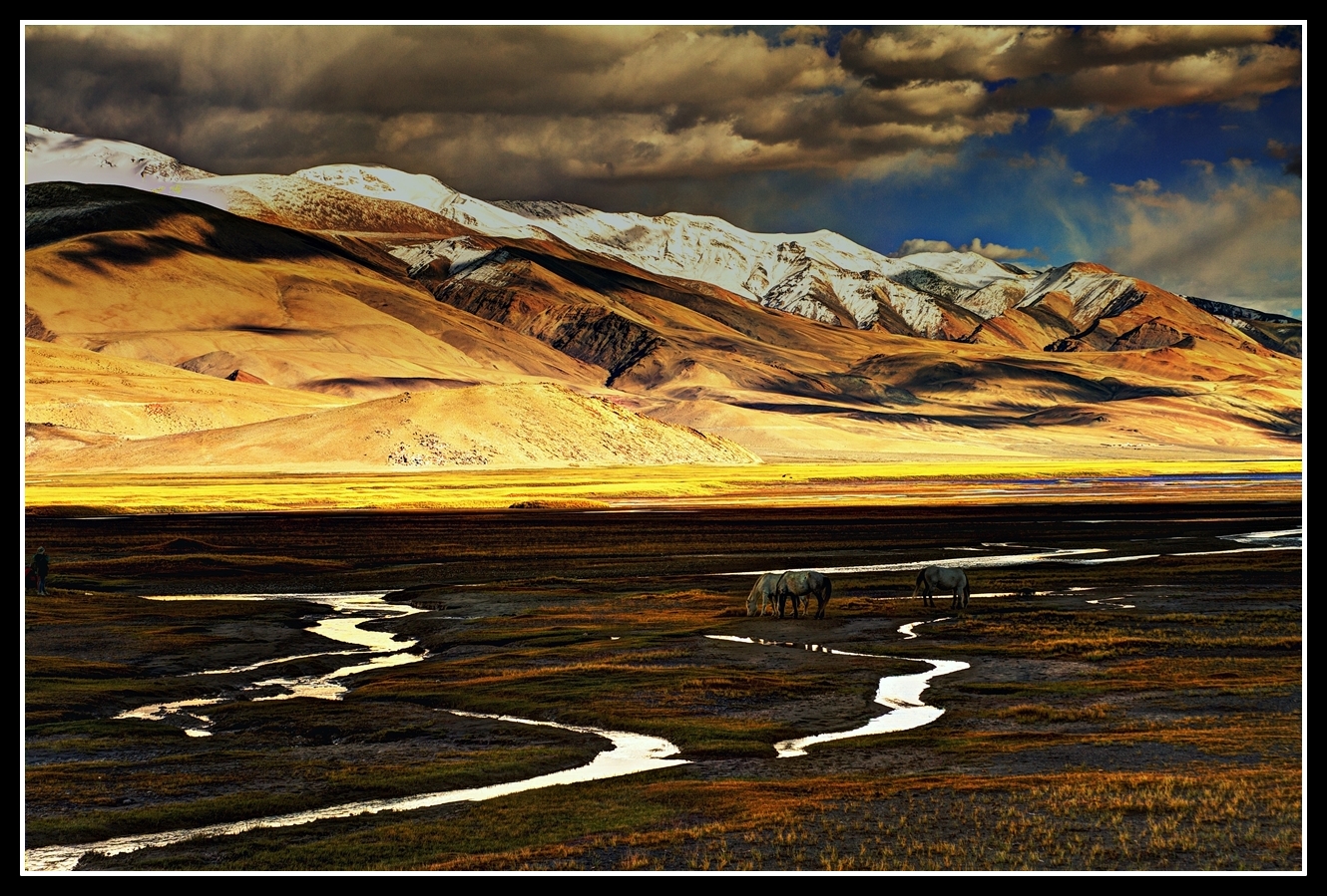 Fields of Gold...sunset at tsomoriri