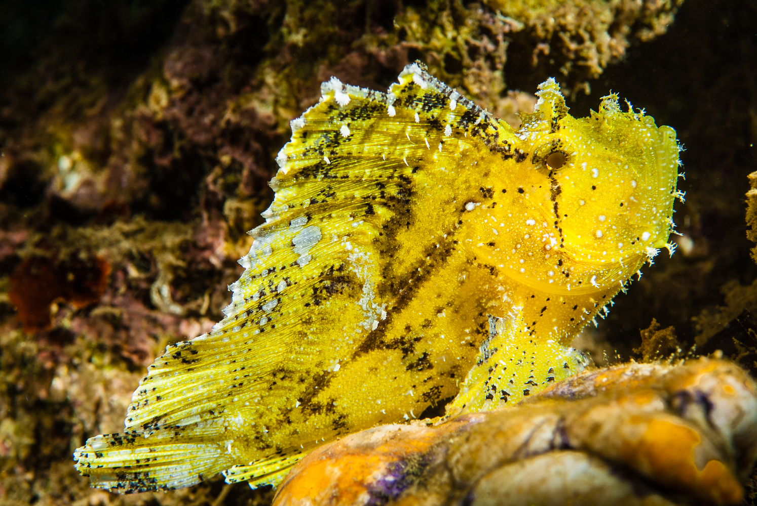 Taenianotus triacanthus