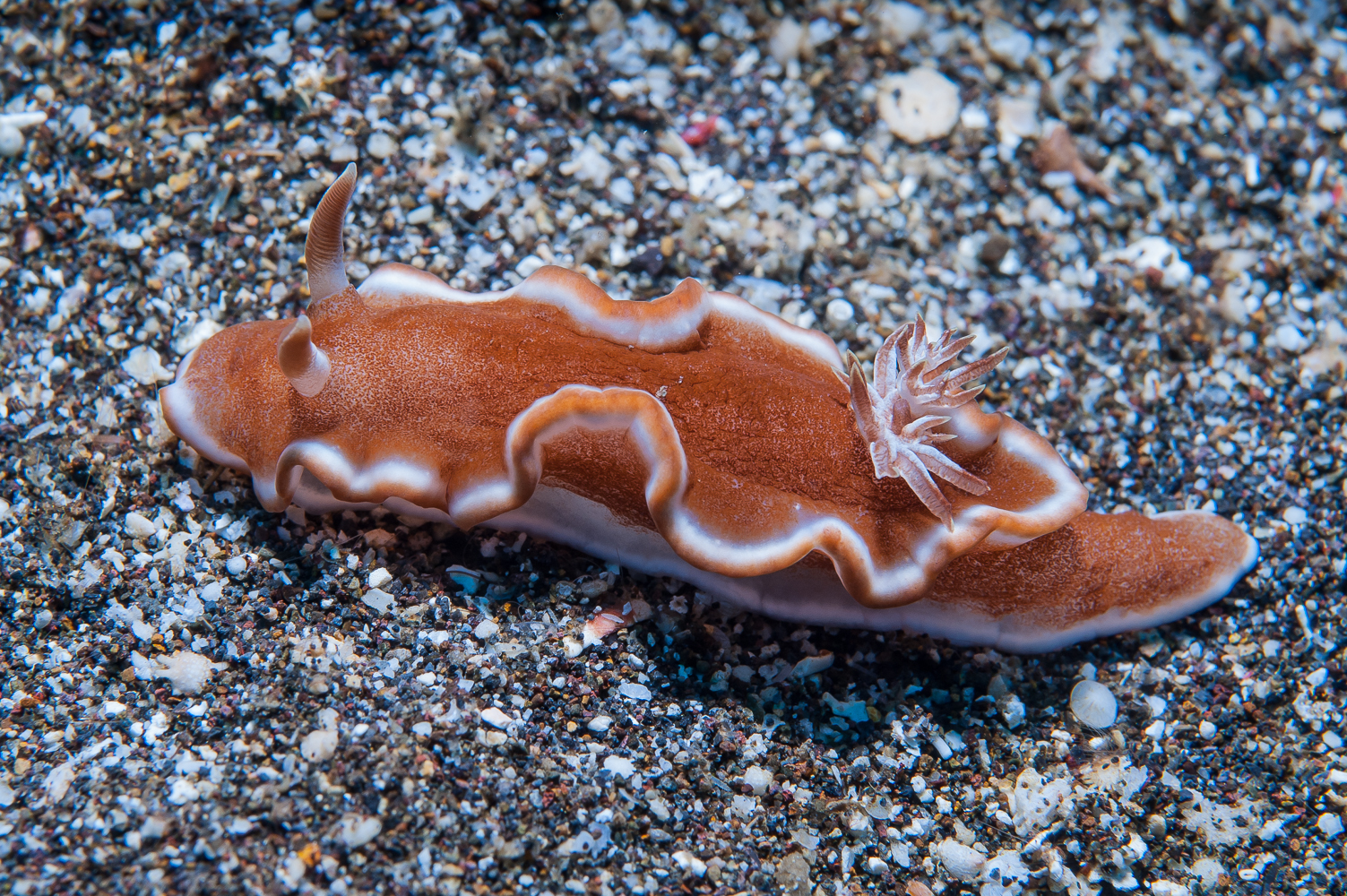 glossodoris rufomarginata