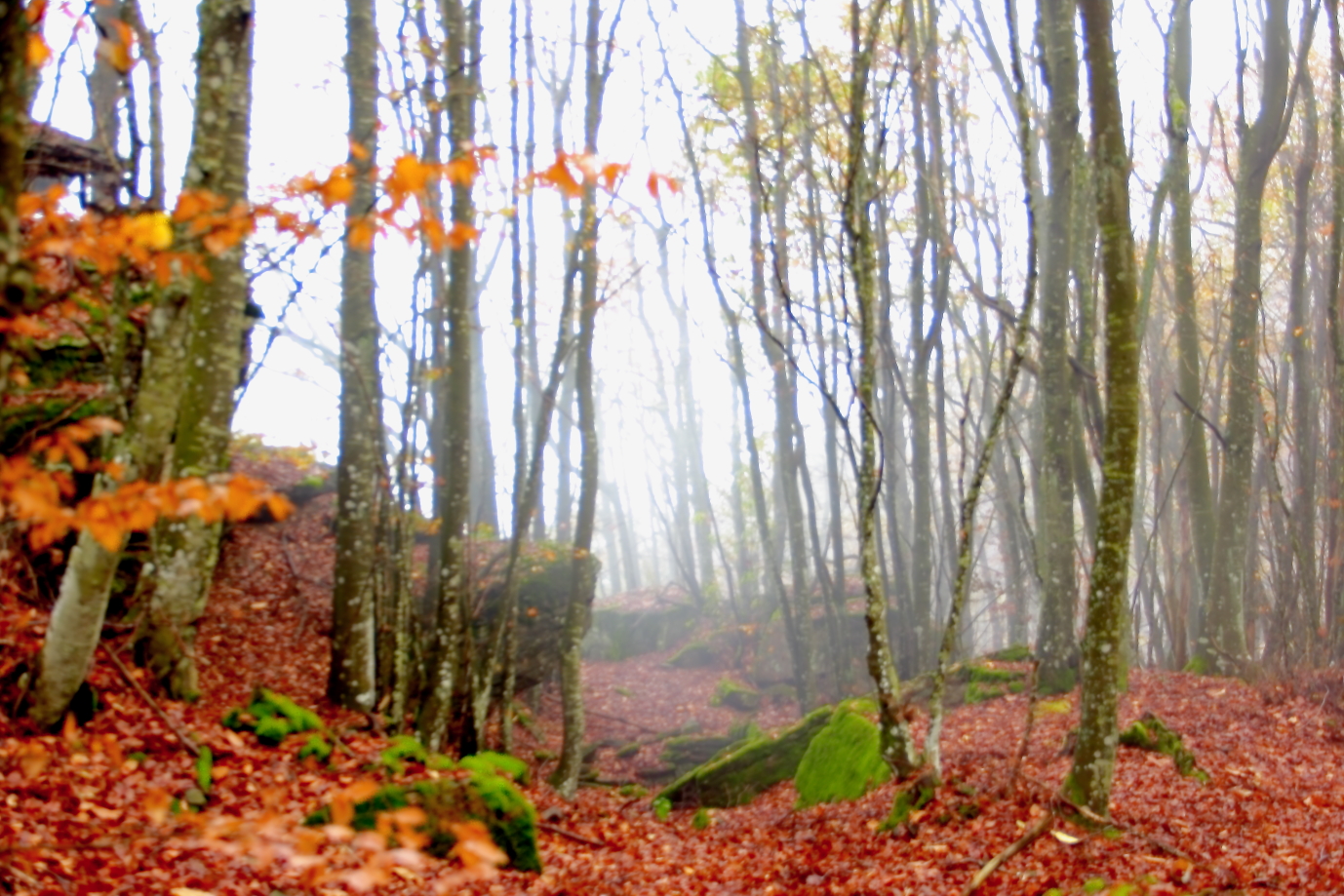 When comes the fog ..