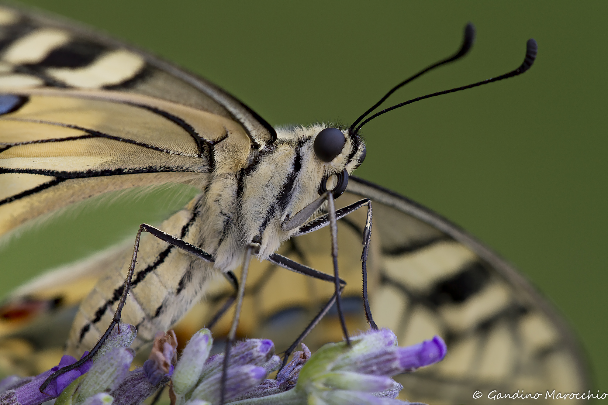 In the shadow of his wings