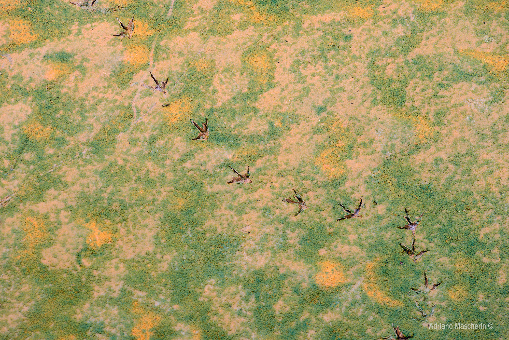 Fingerprints or flights on the prairie?