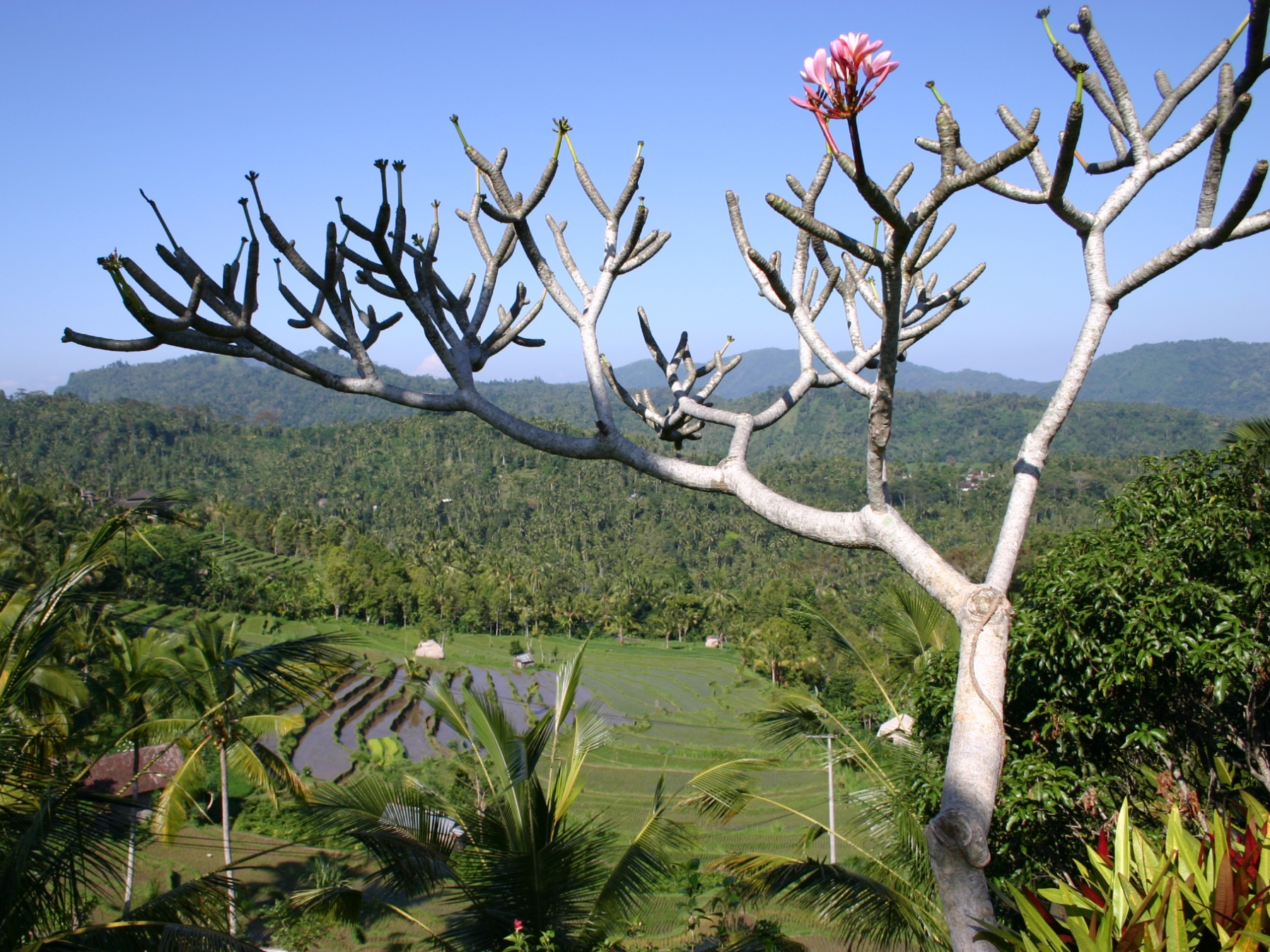 Risaie a Ubud - Bali